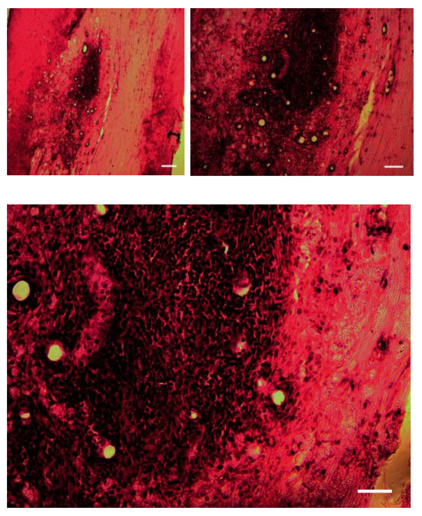 Preprints 66817 g001