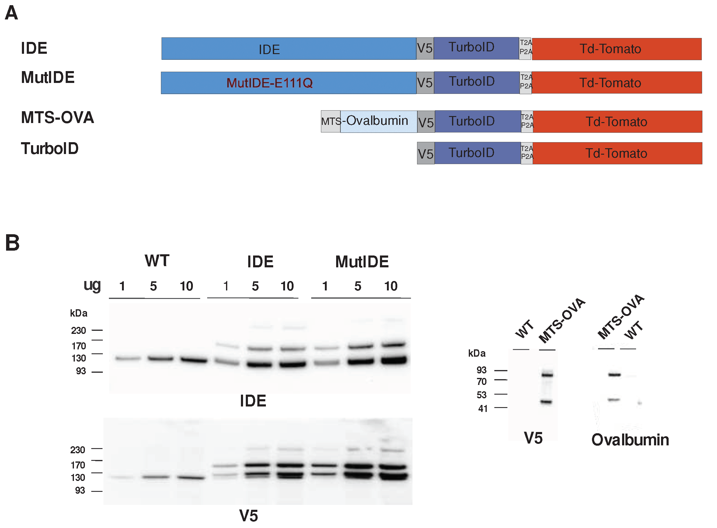 Preprints 71858 g001