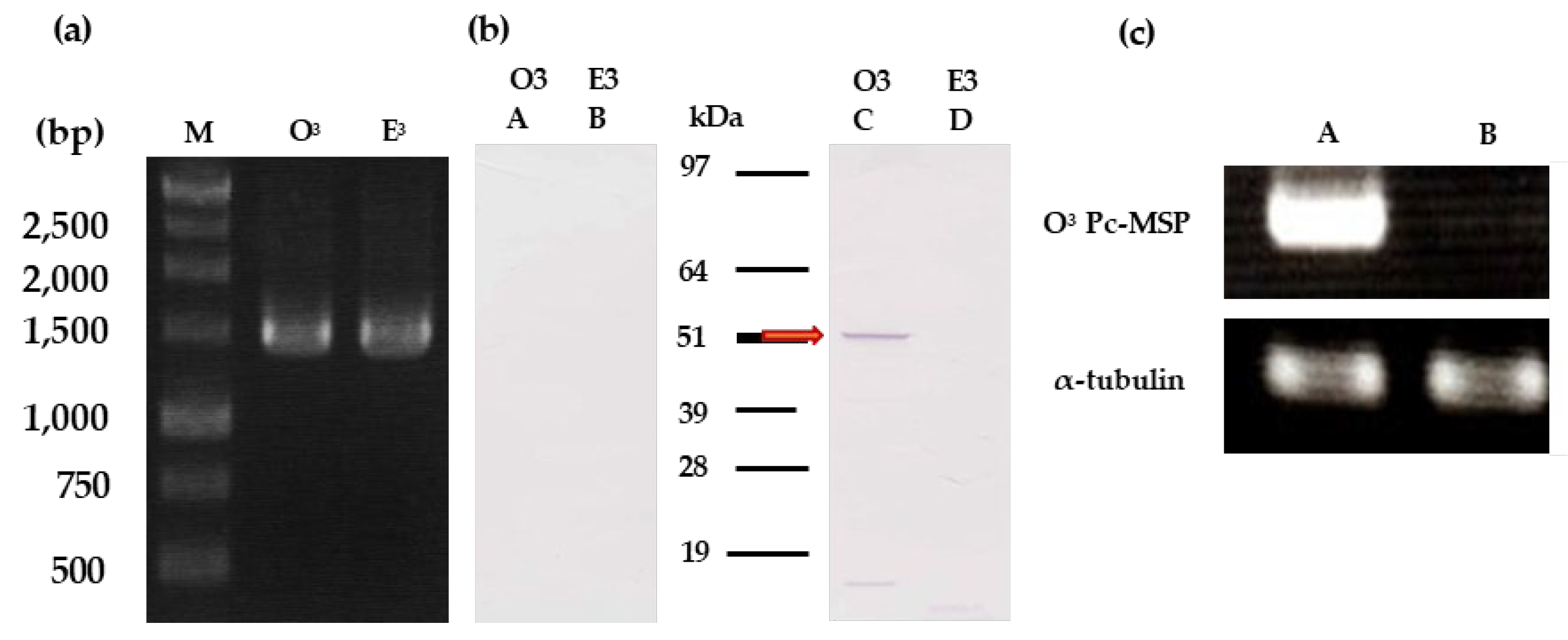 Preprints 100014 g002