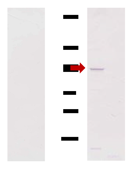 Preprints 100014 g003