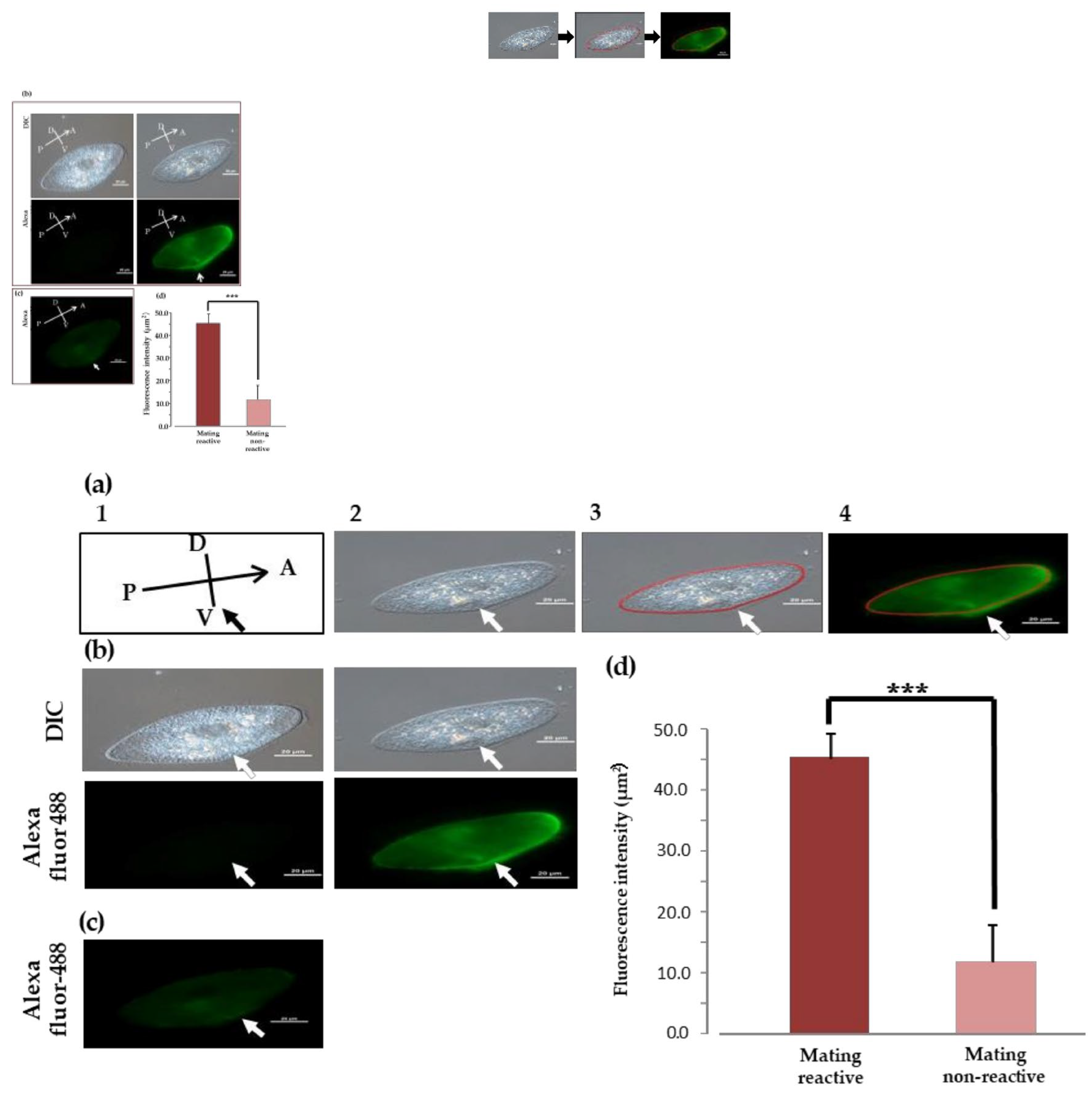 Preprints 100014 g005