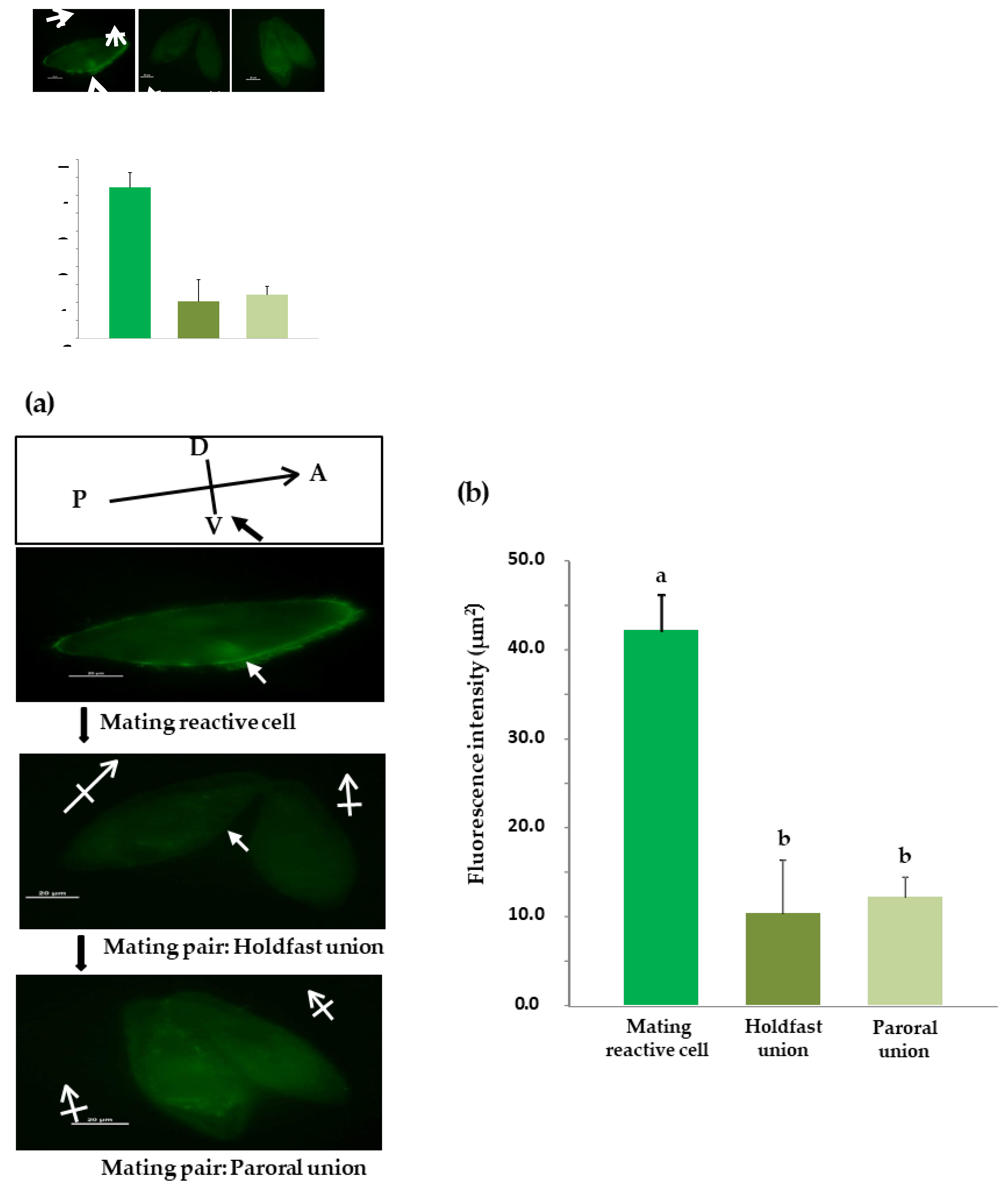 Preprints 100014 g006