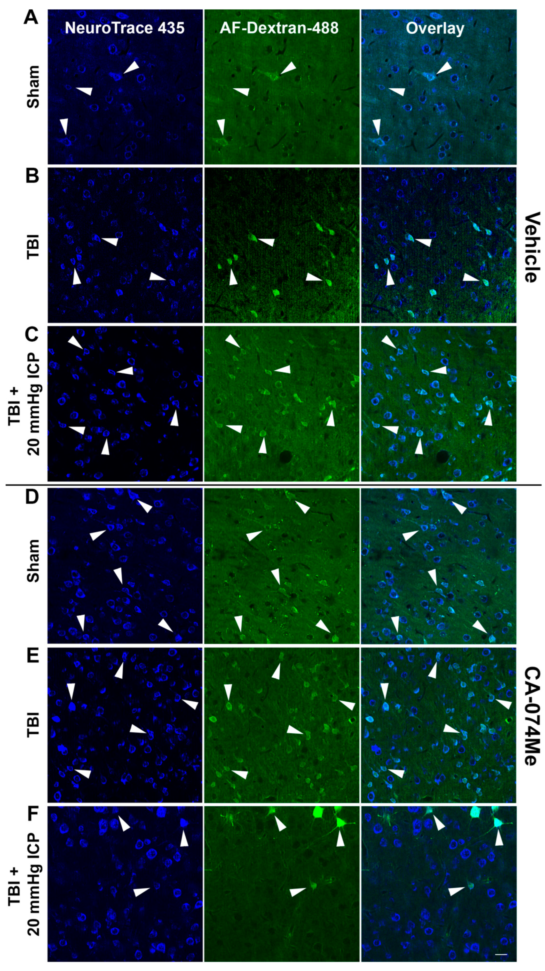 Preprints 107422 g006