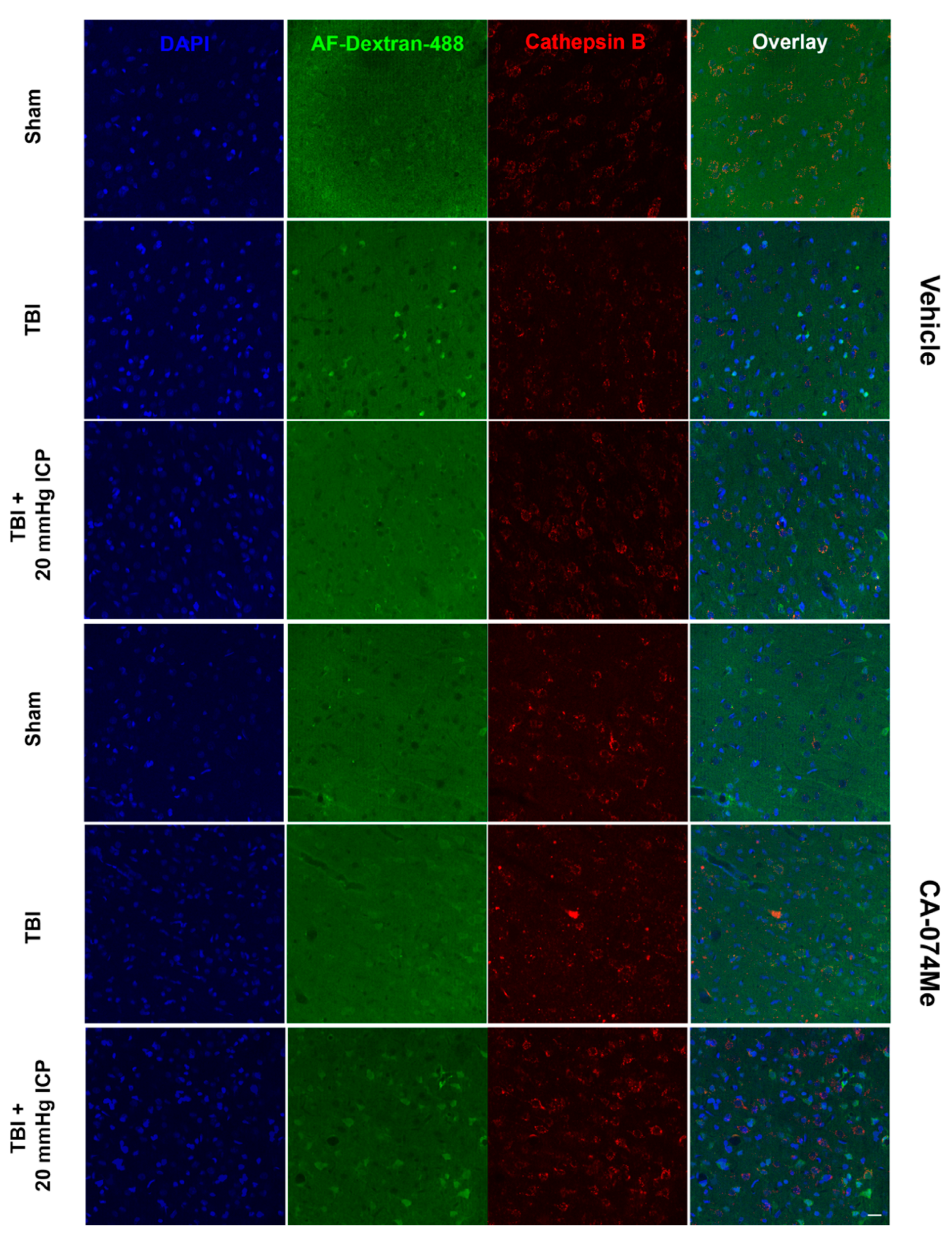 Preprints 107422 g009