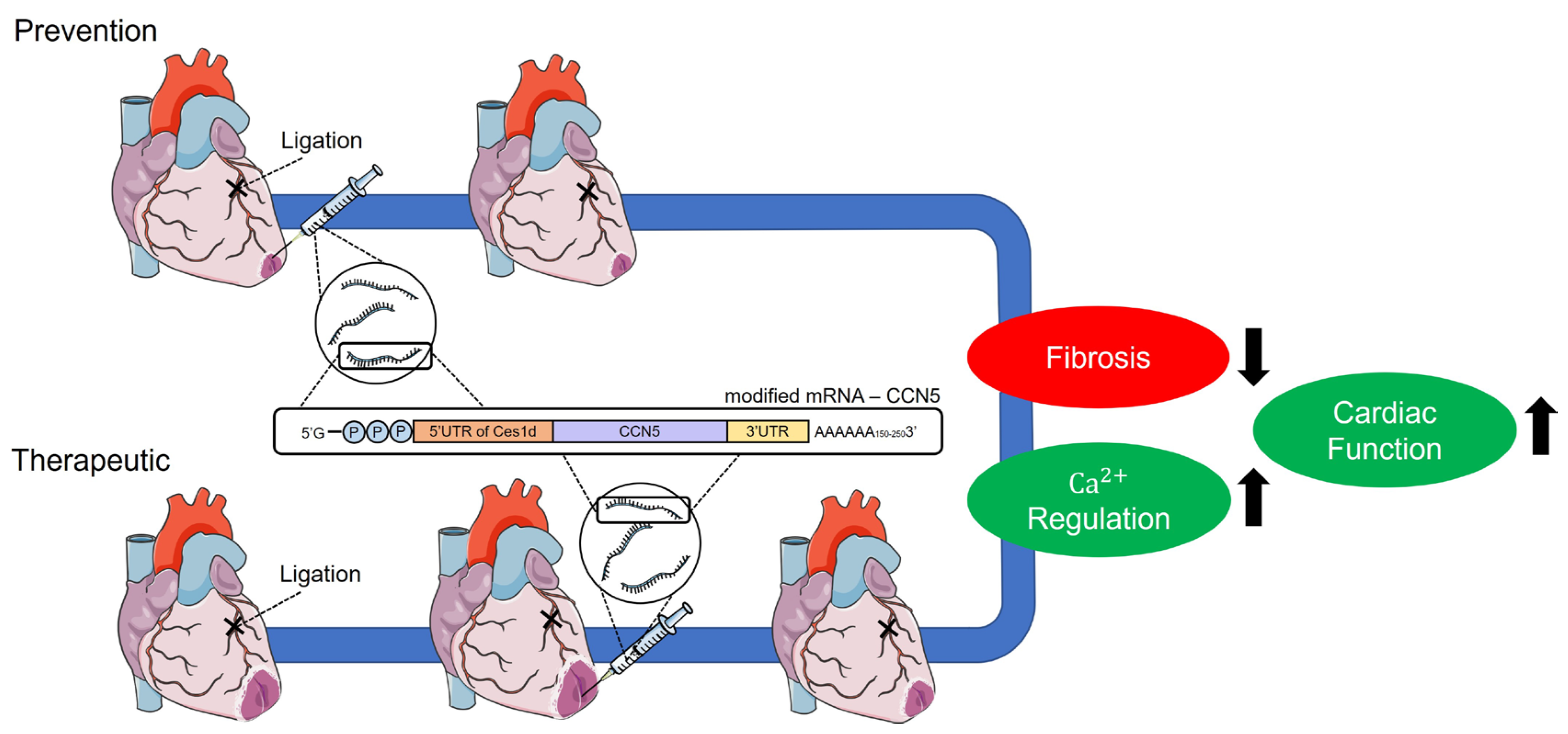 Preprints 105097 g005