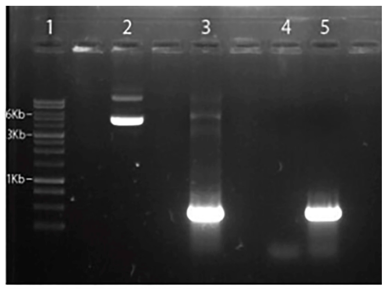 Preprints 66747 g002