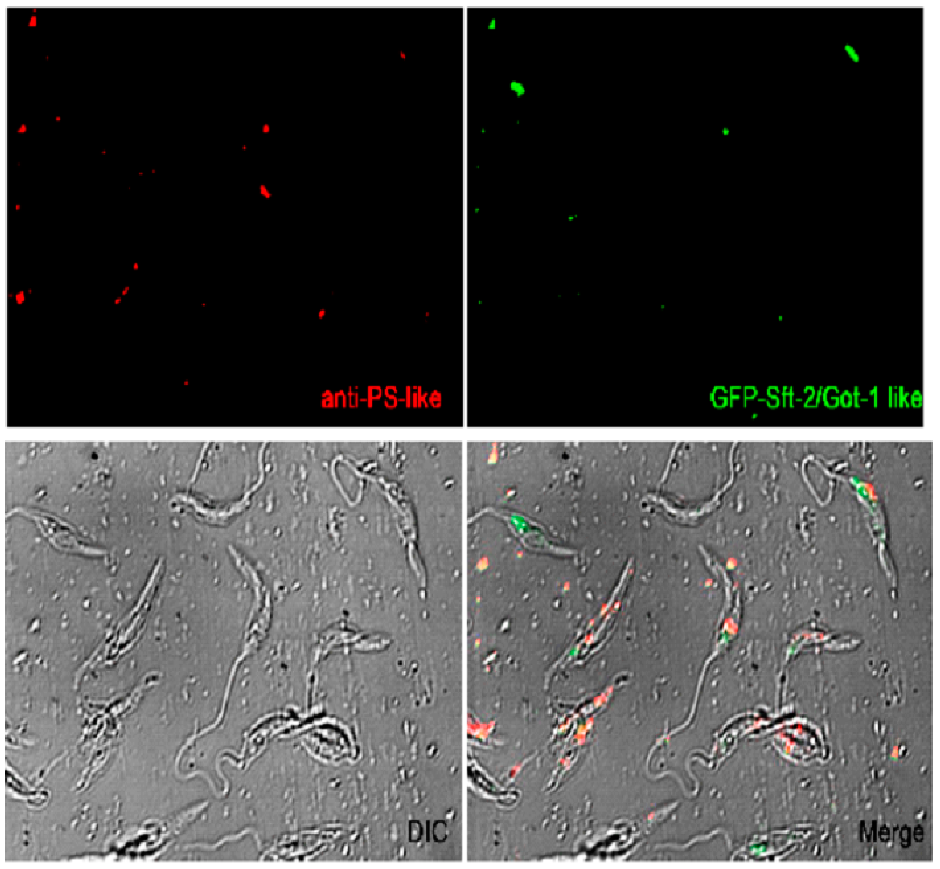 Preprints 66747 g003