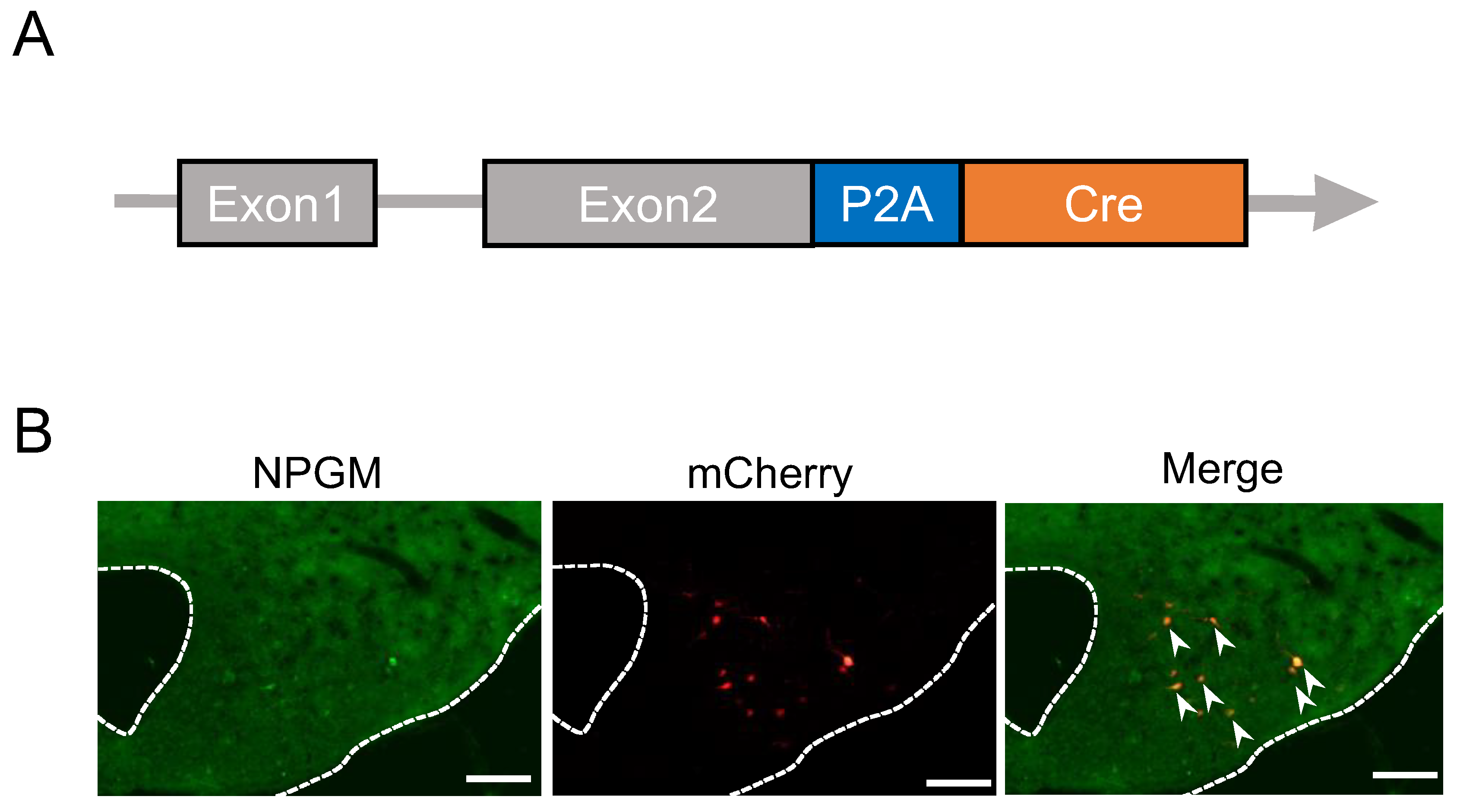 Preprints 89422 g001