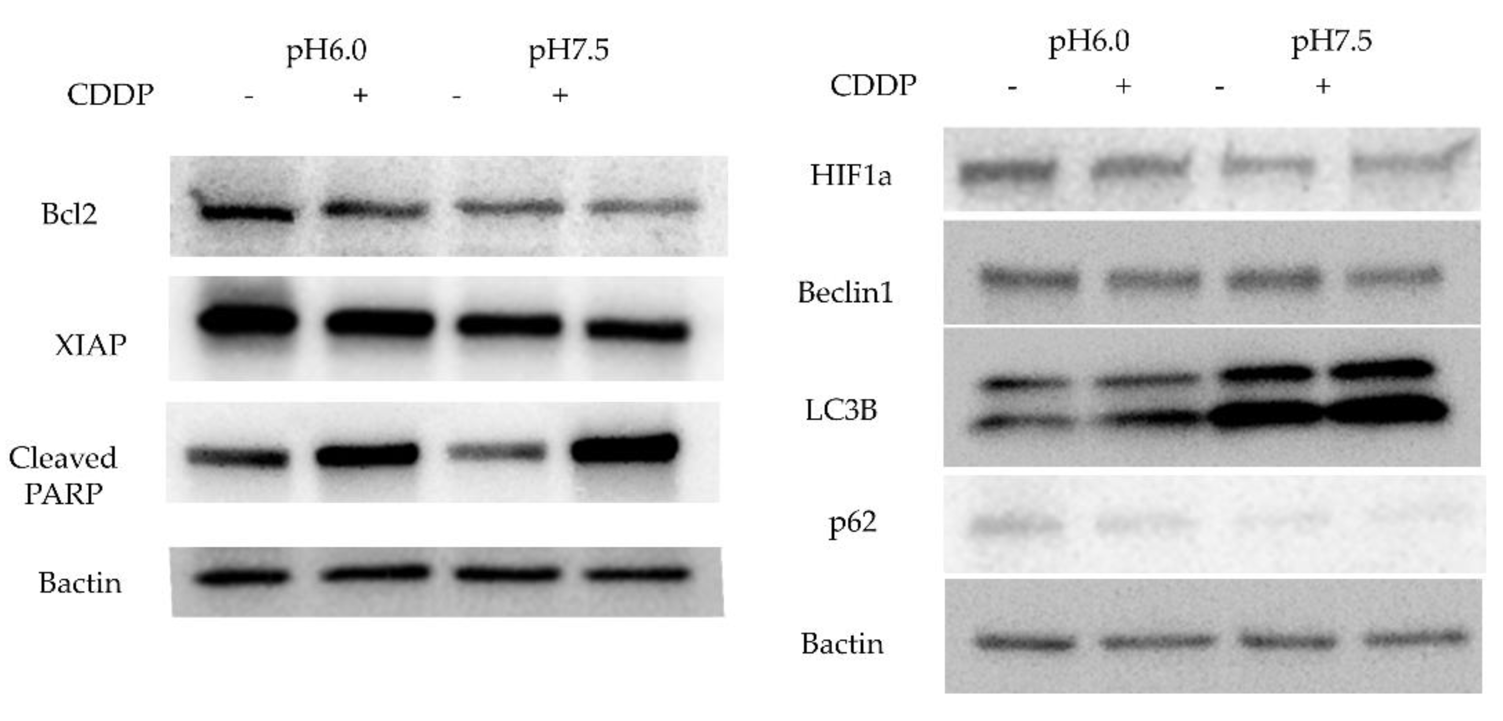 Preprints 119958 g005