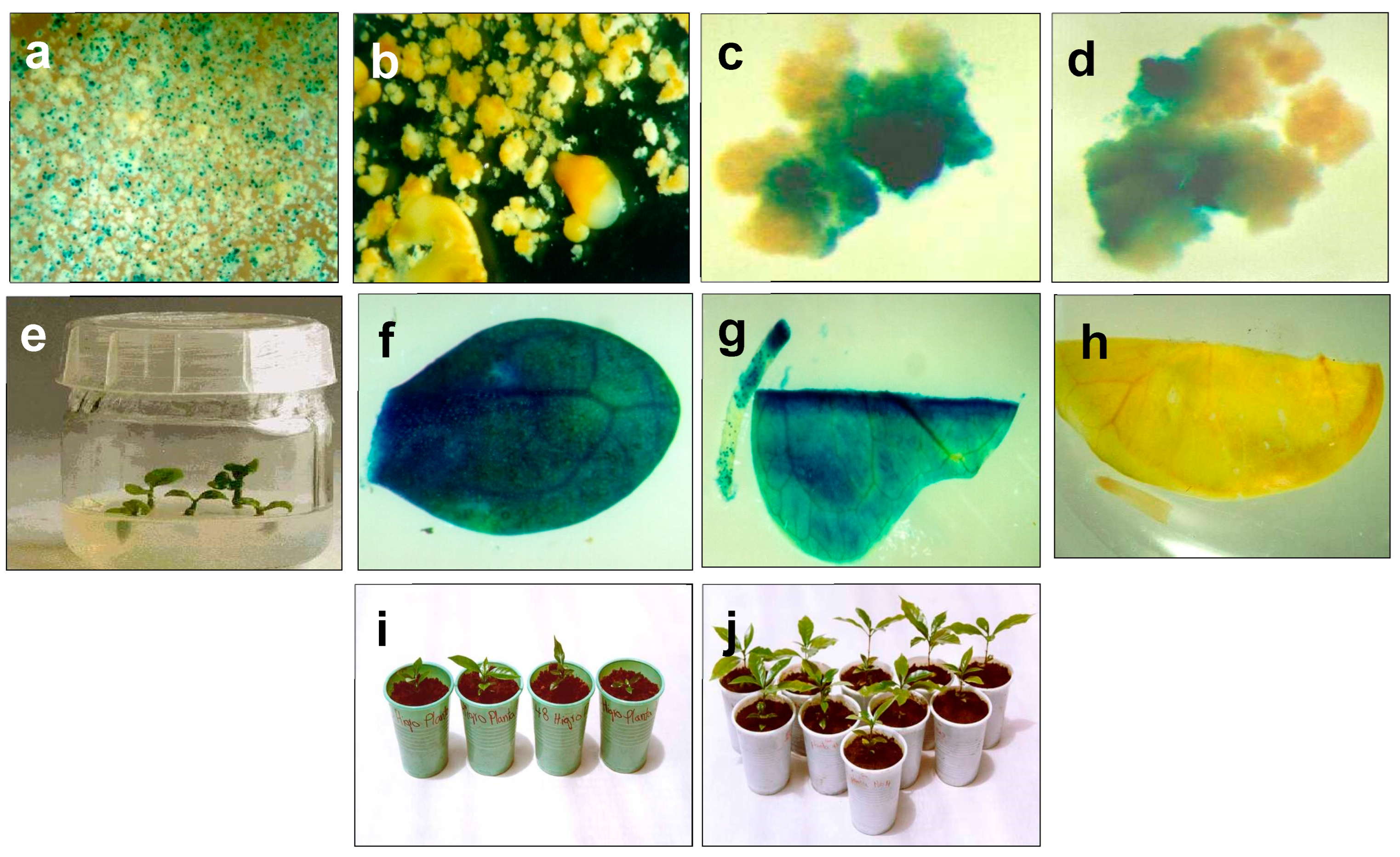 Preprints 119067 g001