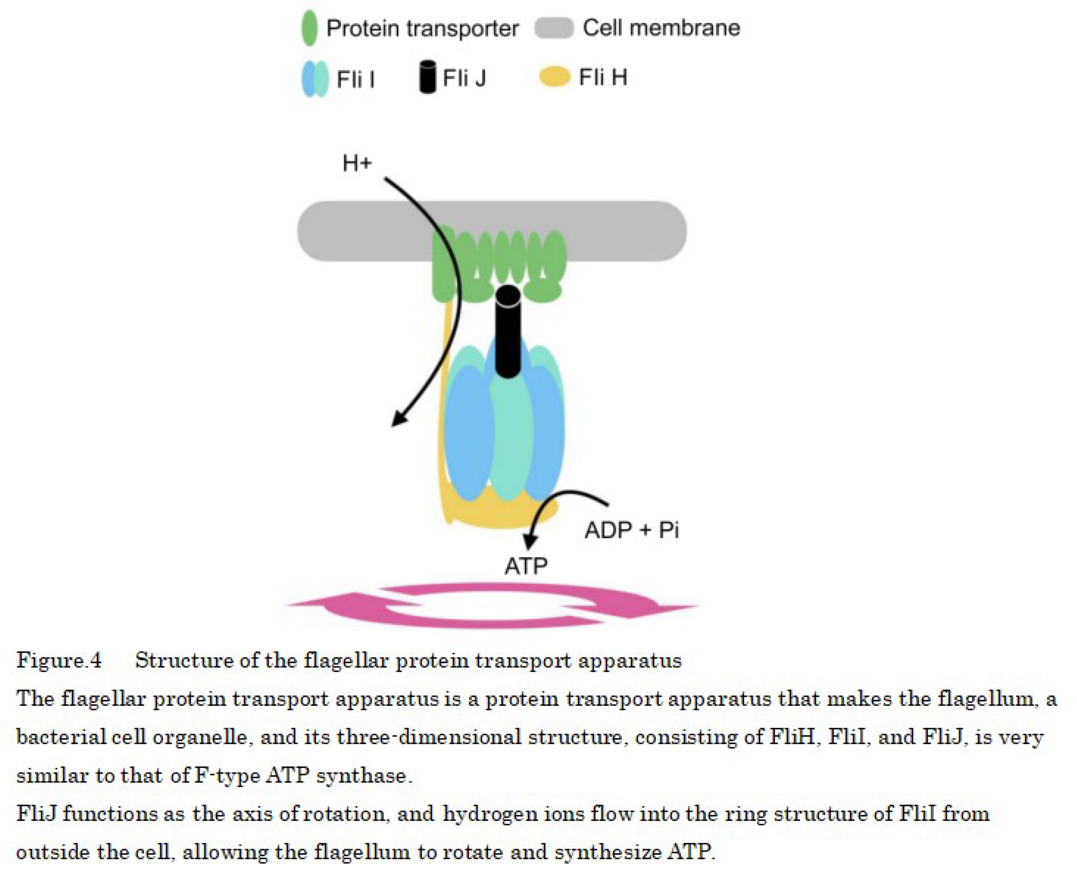 Preprints 115598 g004