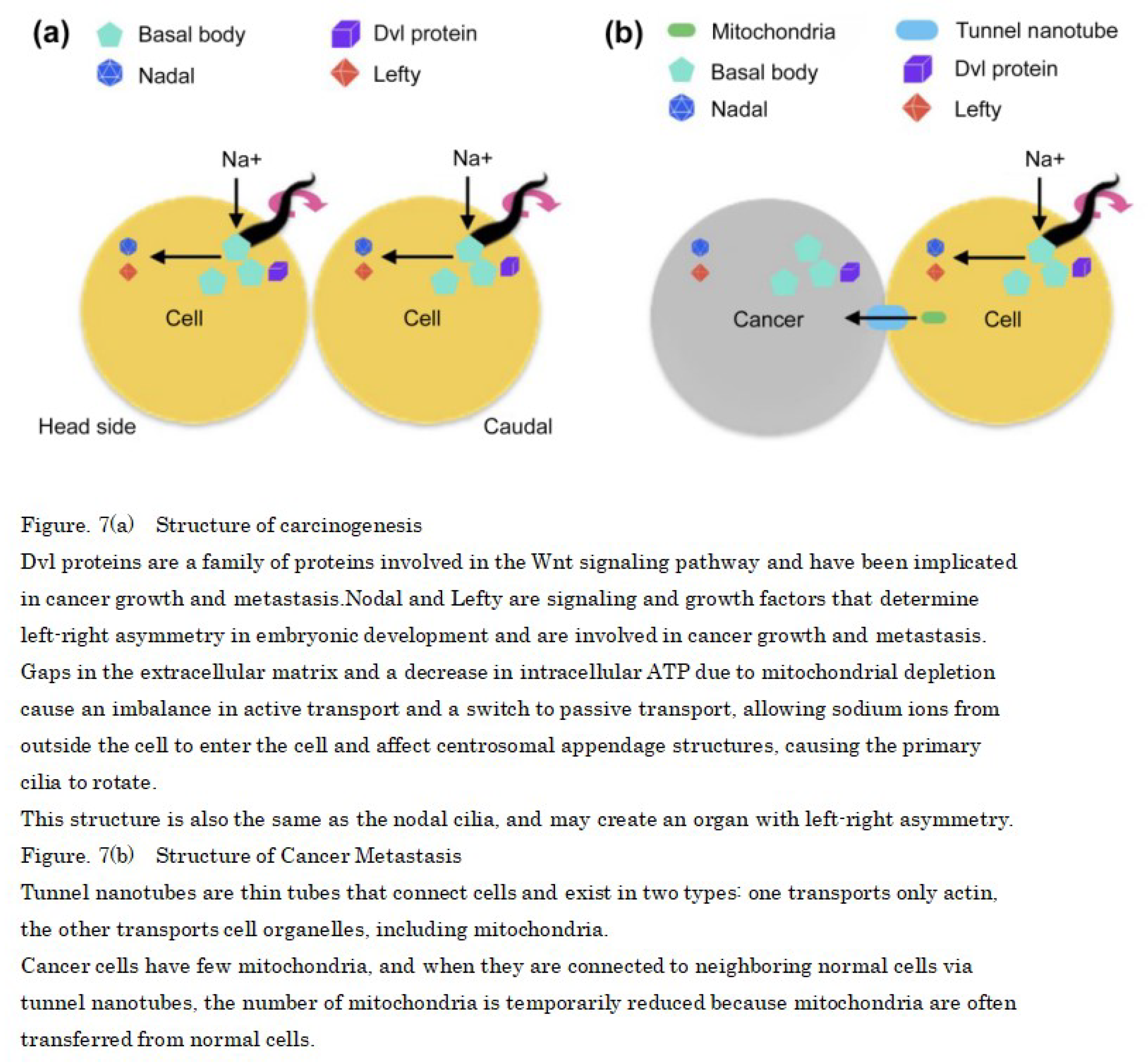 Preprints 115598 g007