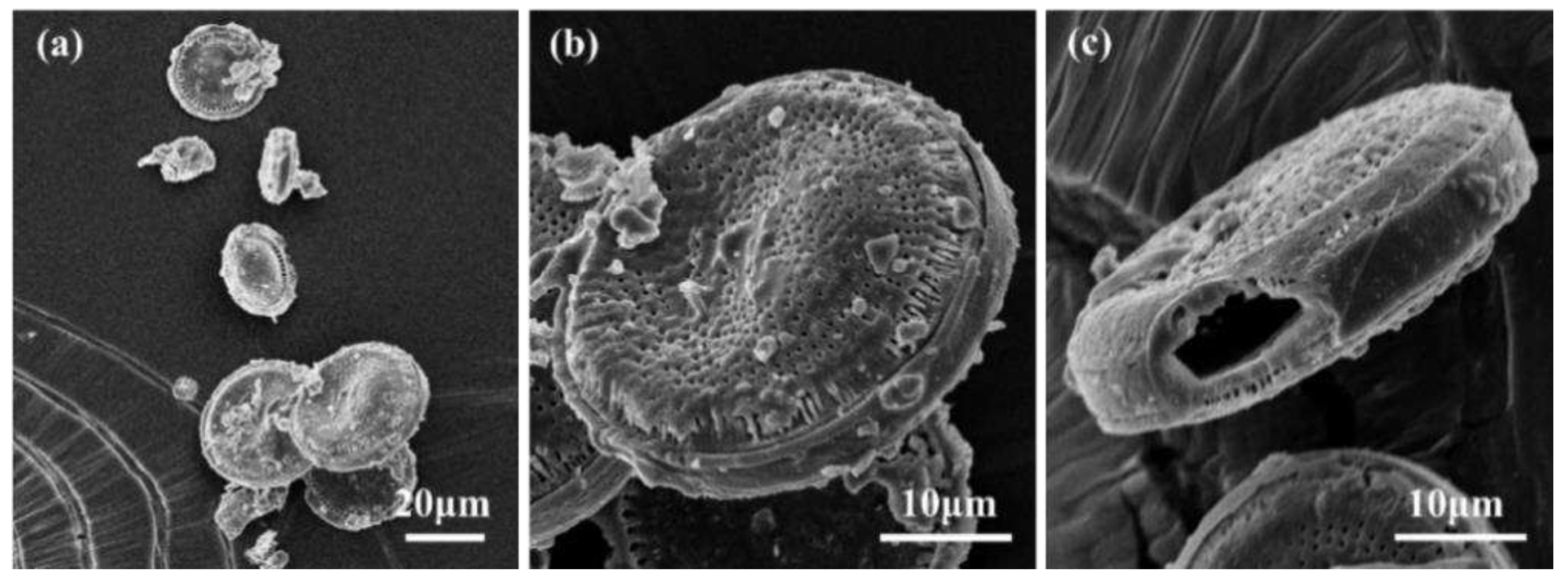 Preprints 94314 g001