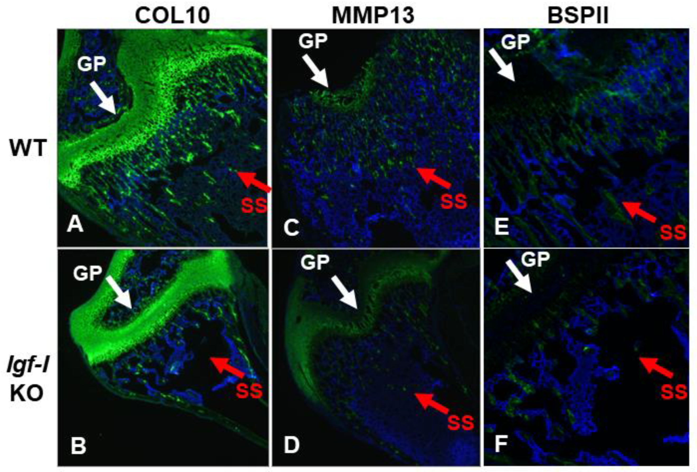 Preprints 81839 g005