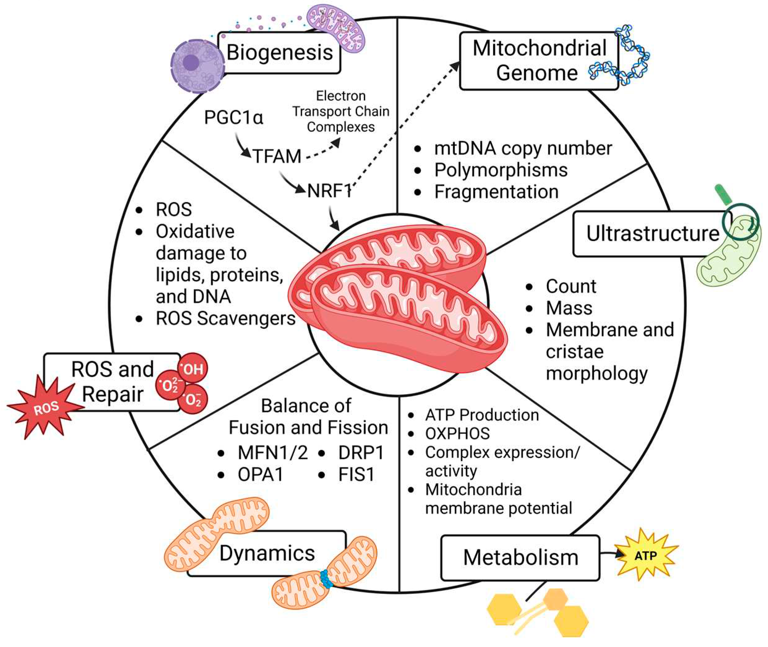 Preprints 82816 g001