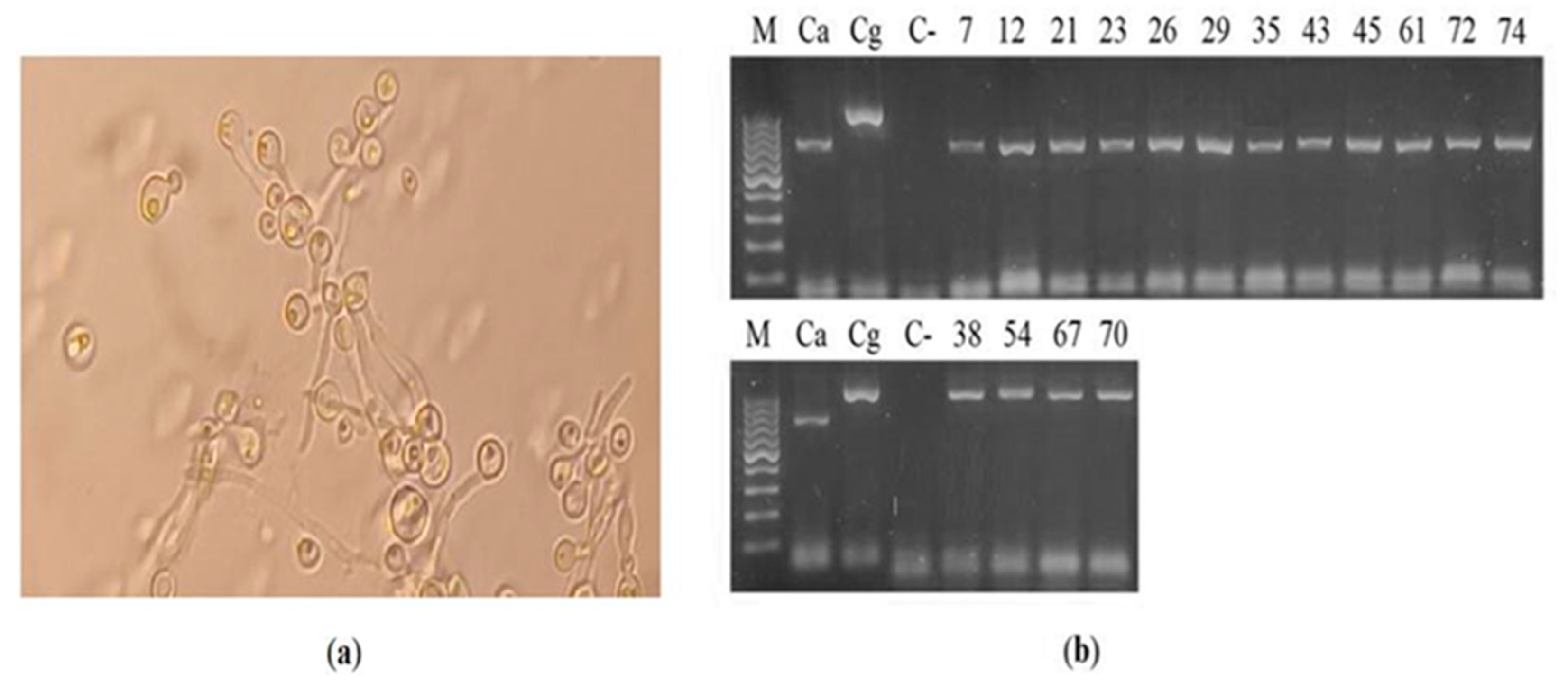 Preprints 73601 g001