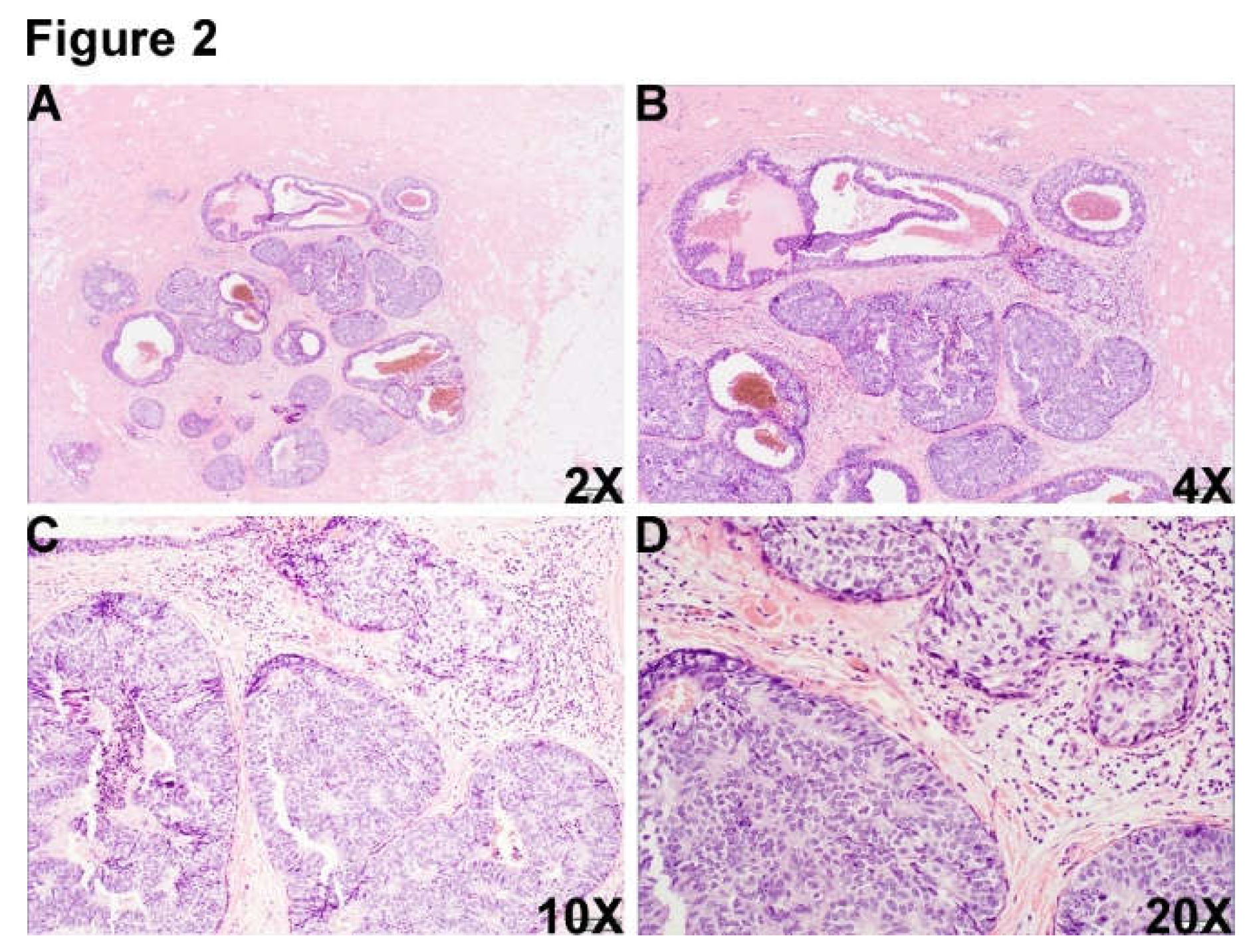 Preprints 106014 g002