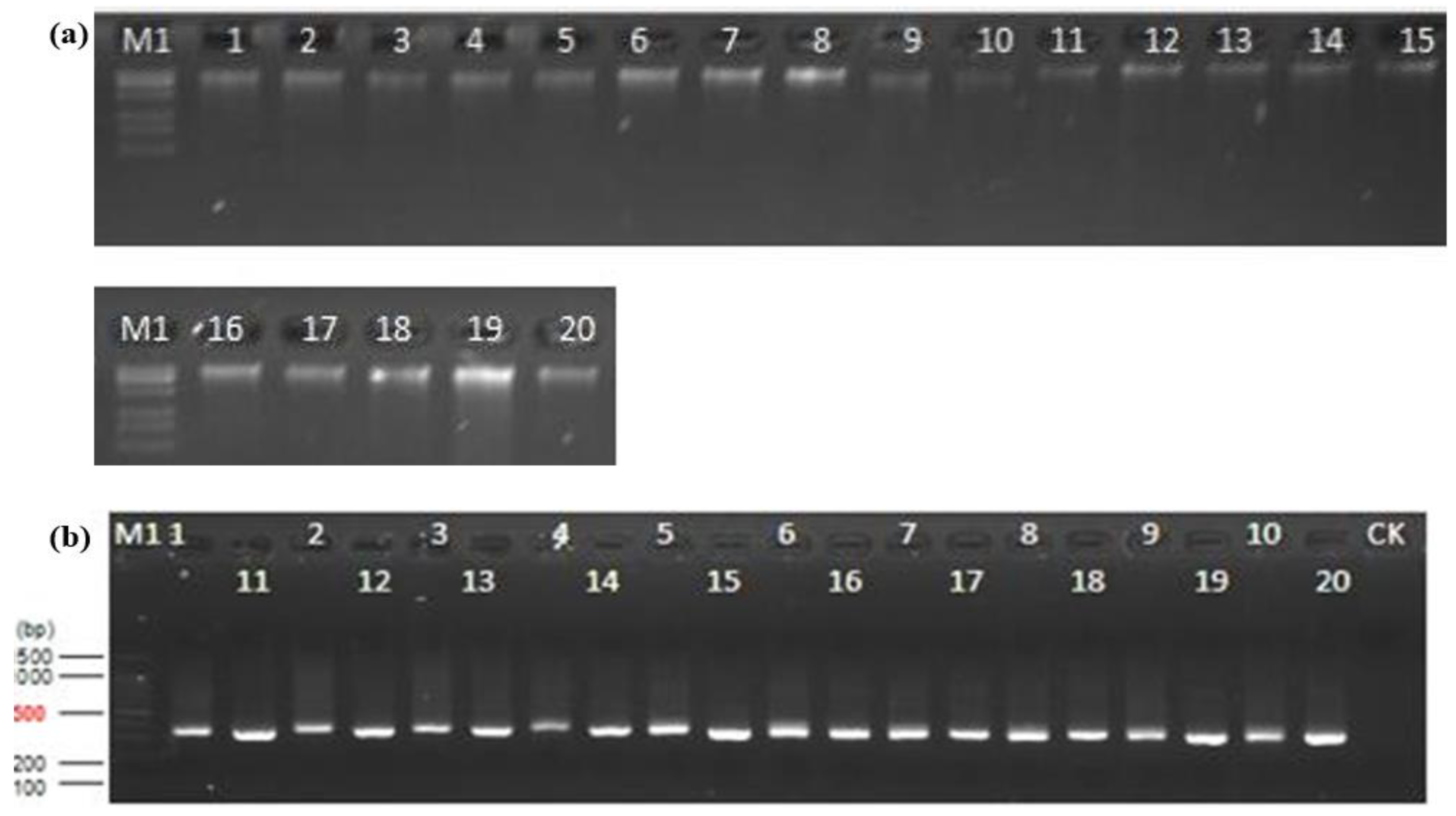 Preprints 121906 g008