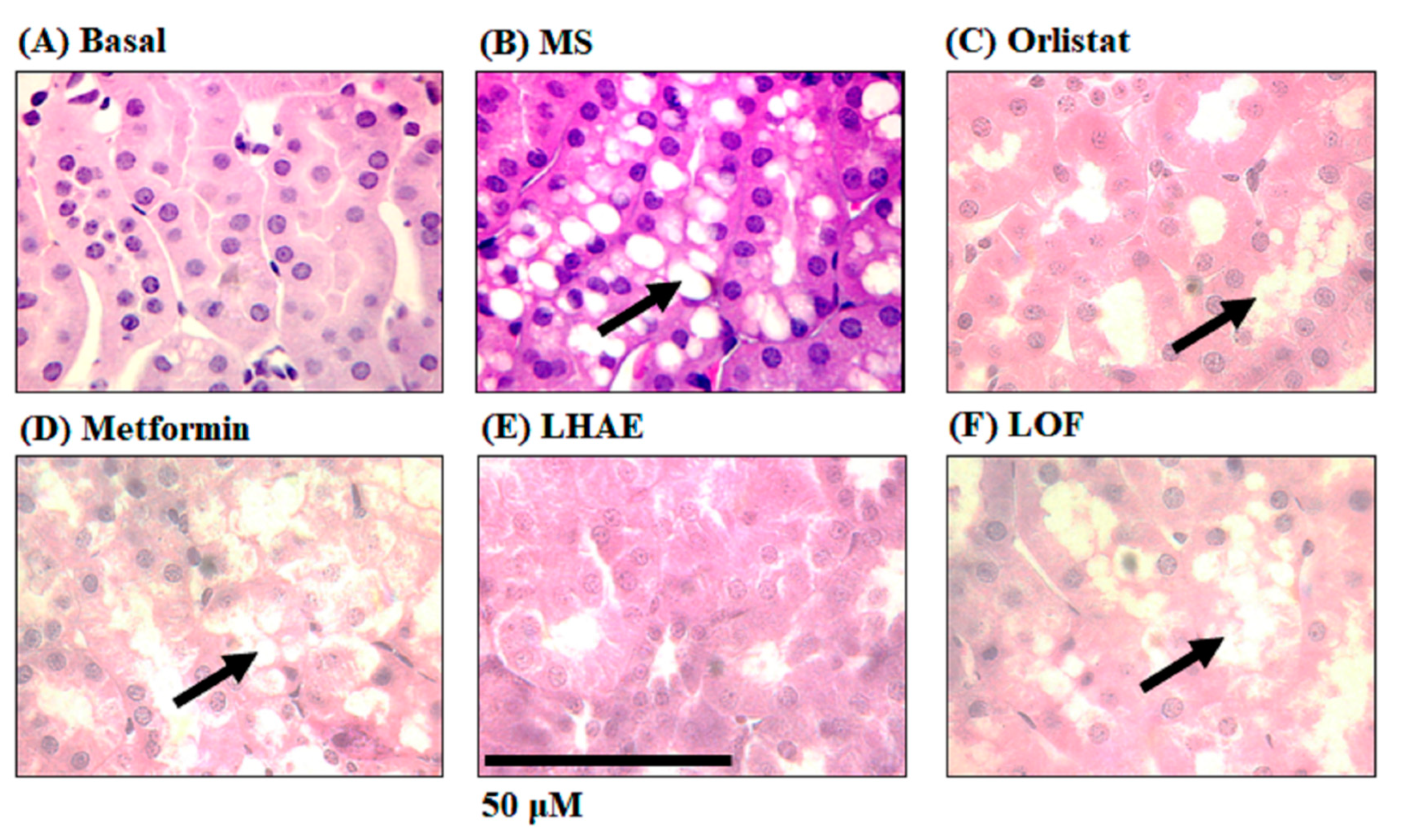 Preprints 74666 g006