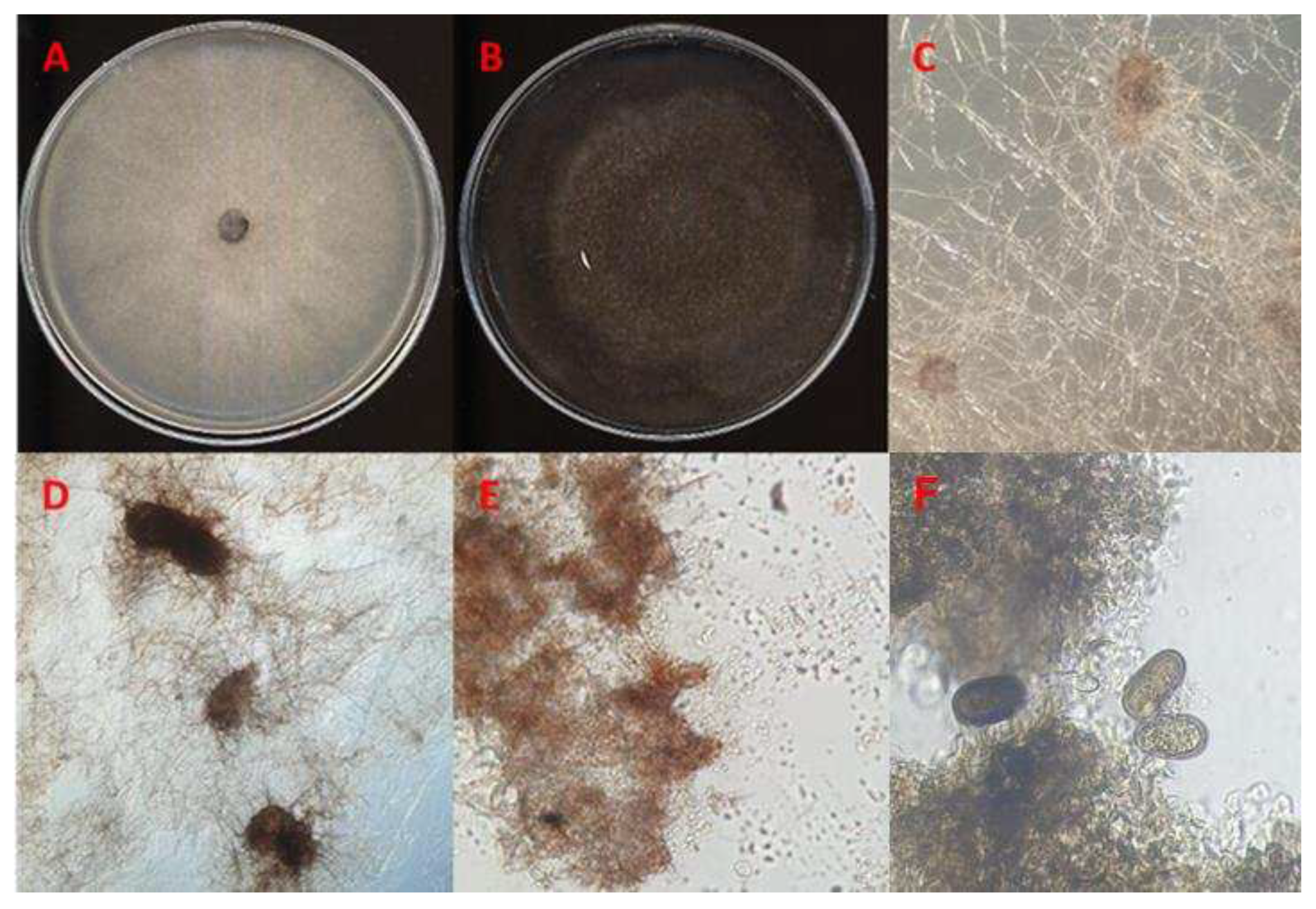 Preprints 90430 g004