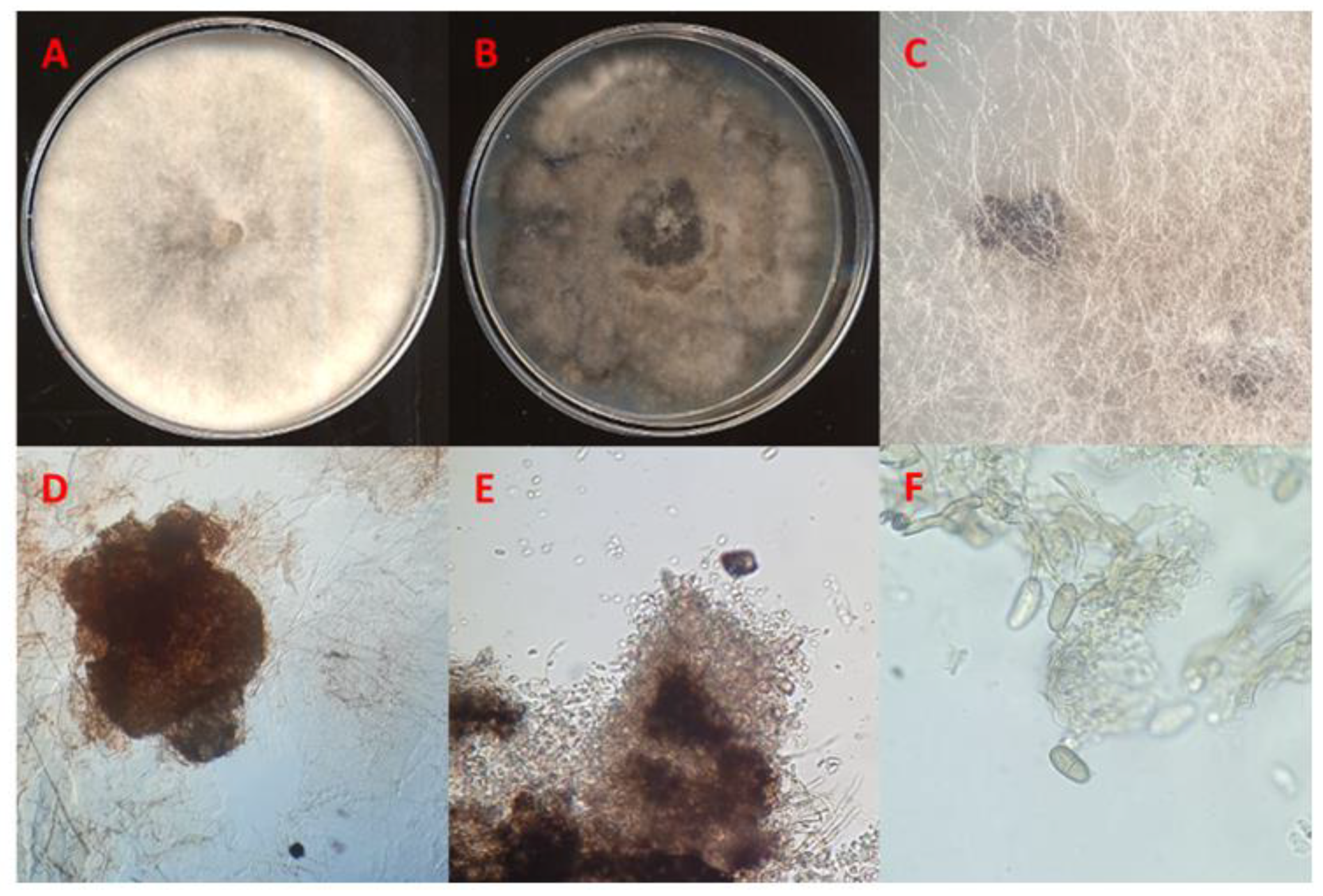 Preprints 90430 g005