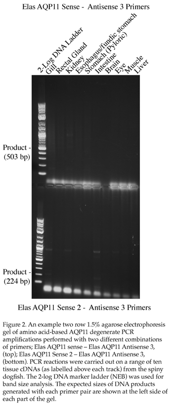 Preprints 95170 i001