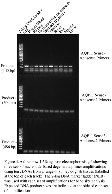 Preprints 95170 i002