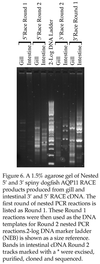 Preprints 95170 i003