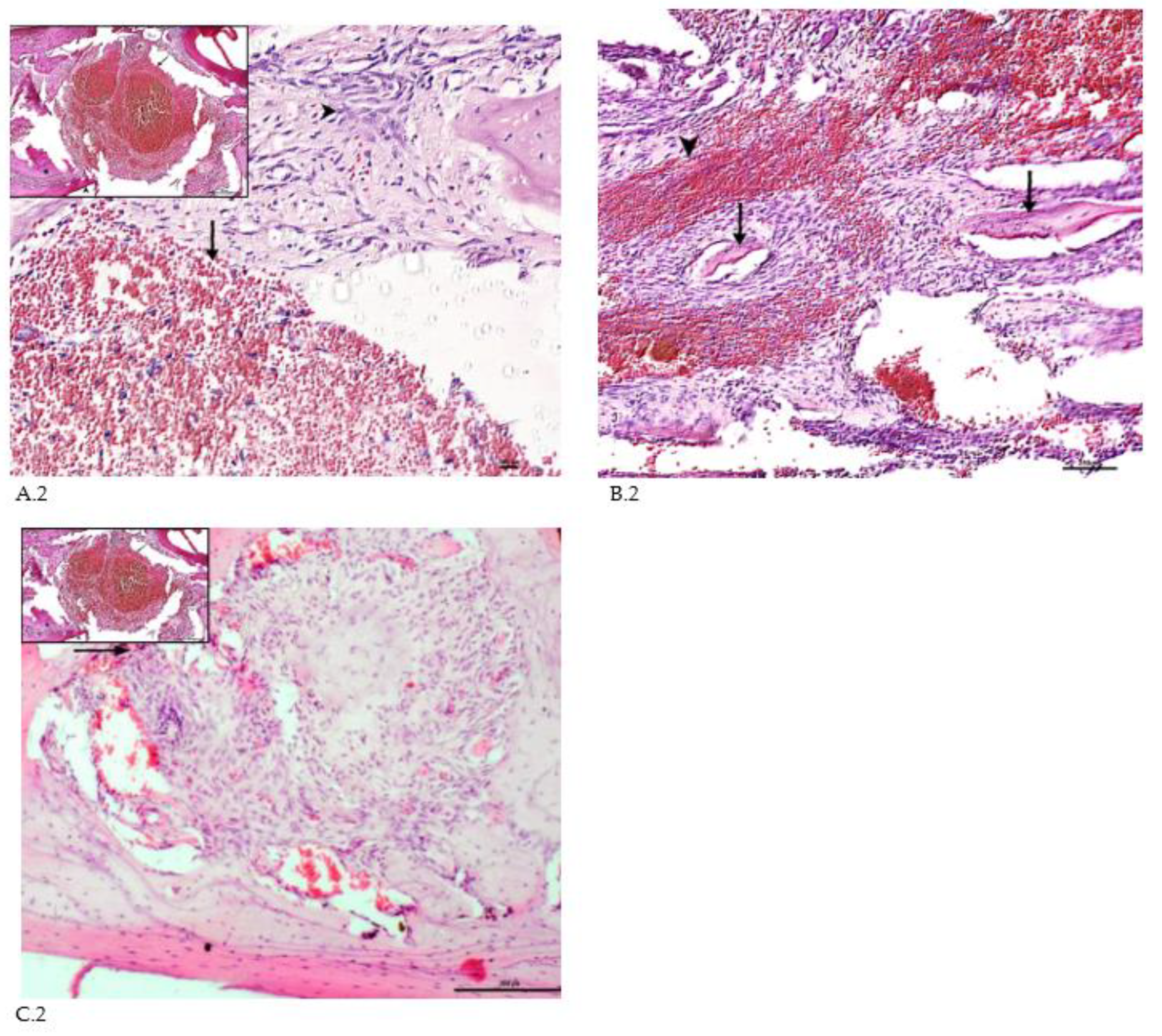 Preprints 87022 g002