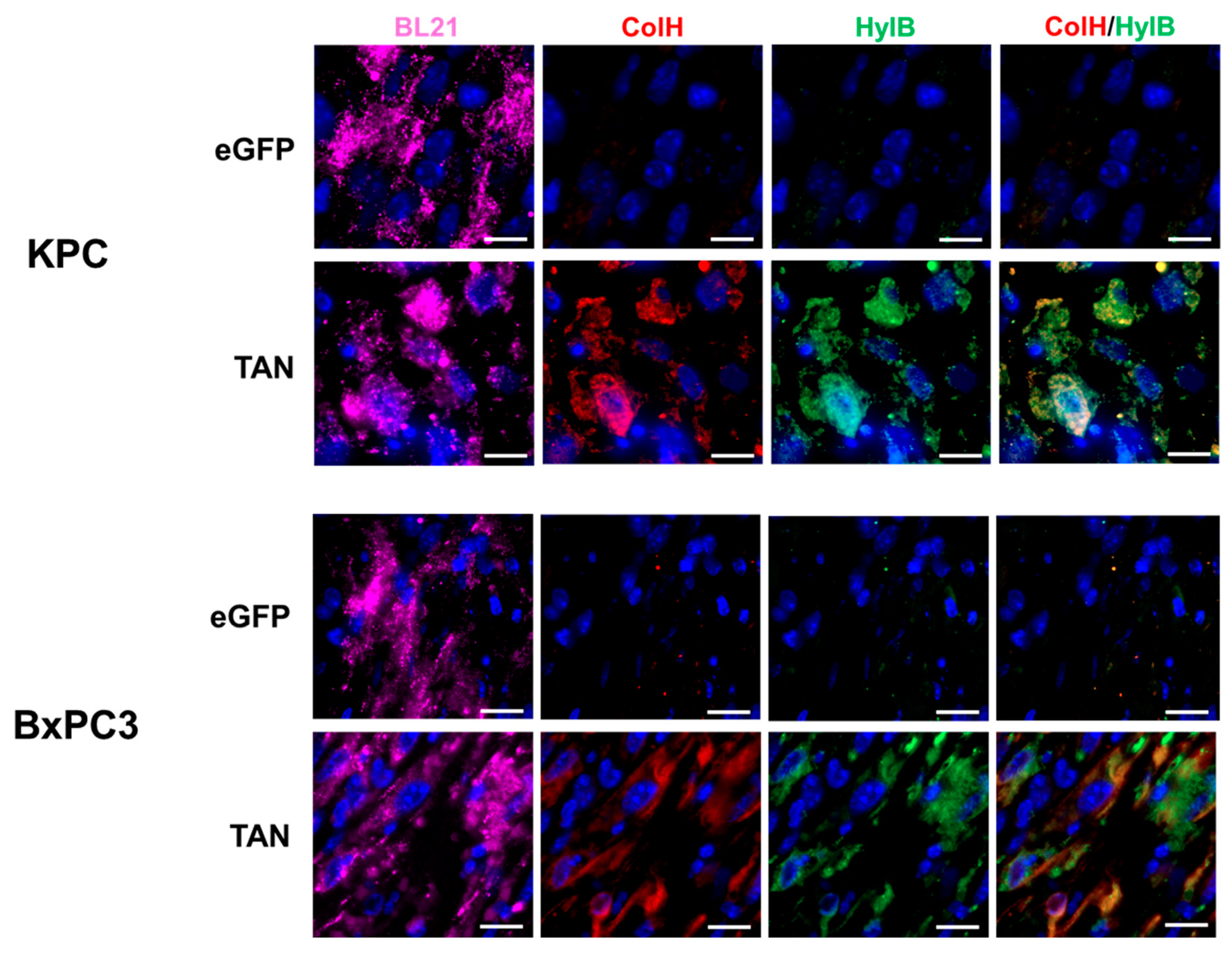 Preprints 138087 g004