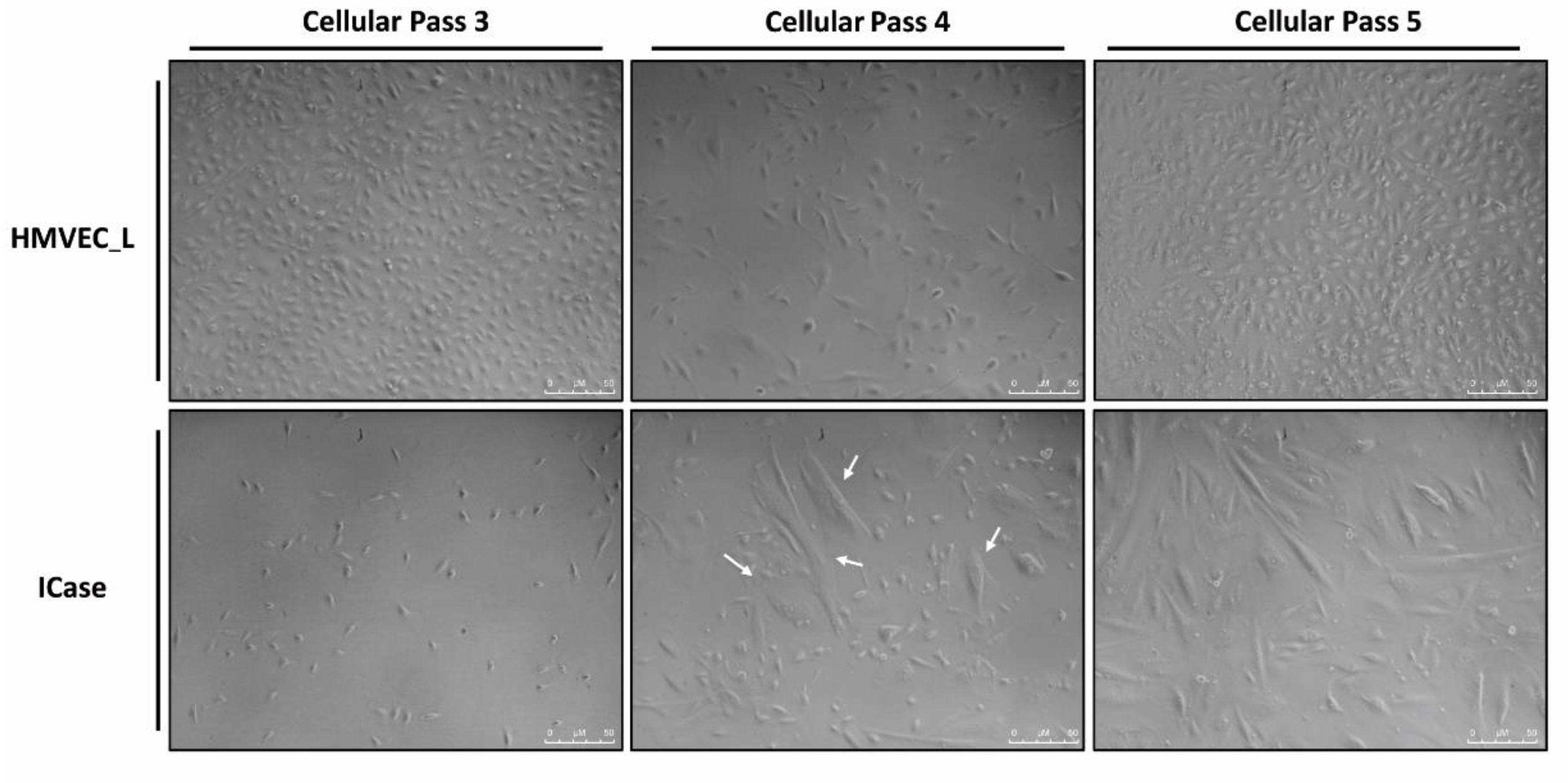 Preprints 104933 g001