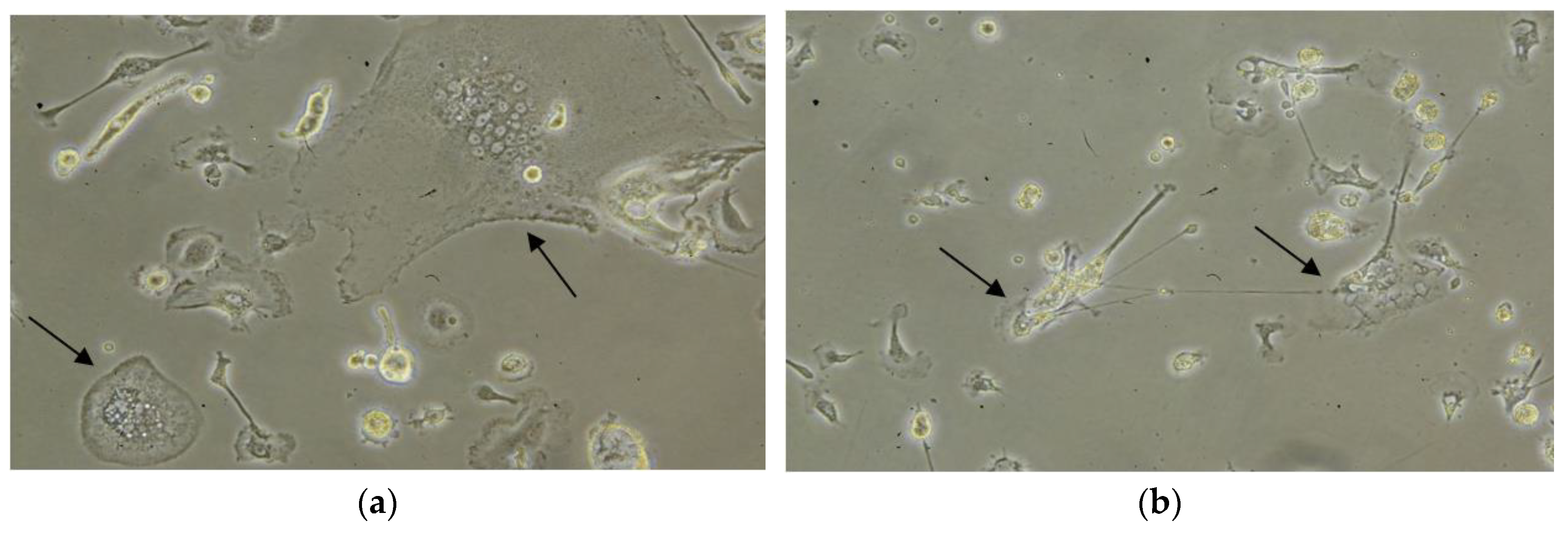 Preprints 114158 g001