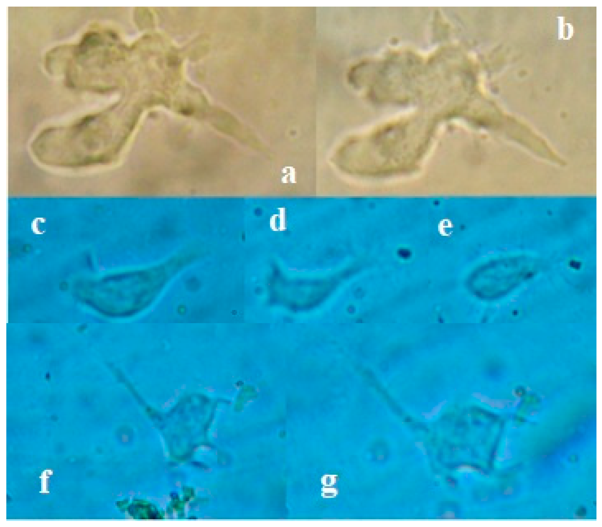 Preprints 69360 g002