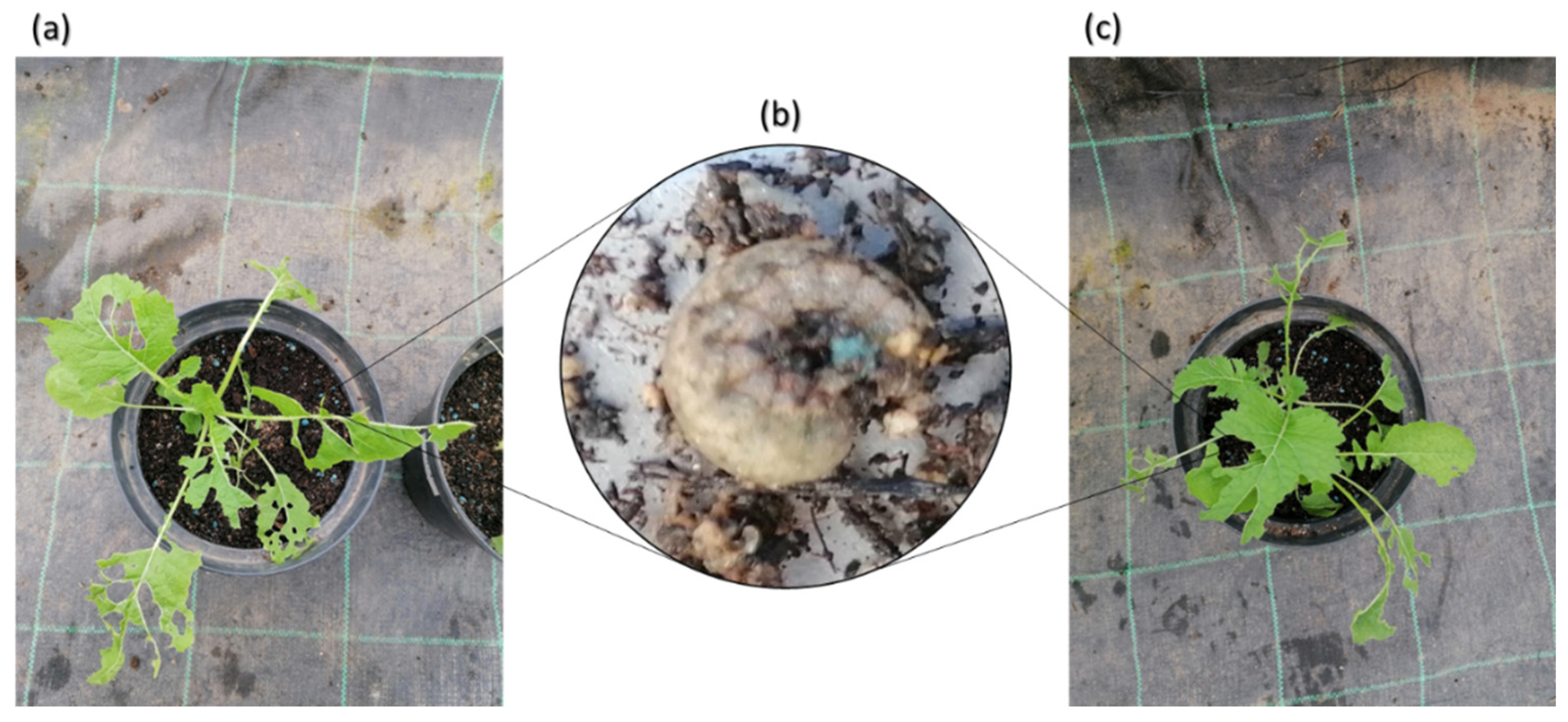 Preprints 91786 g004