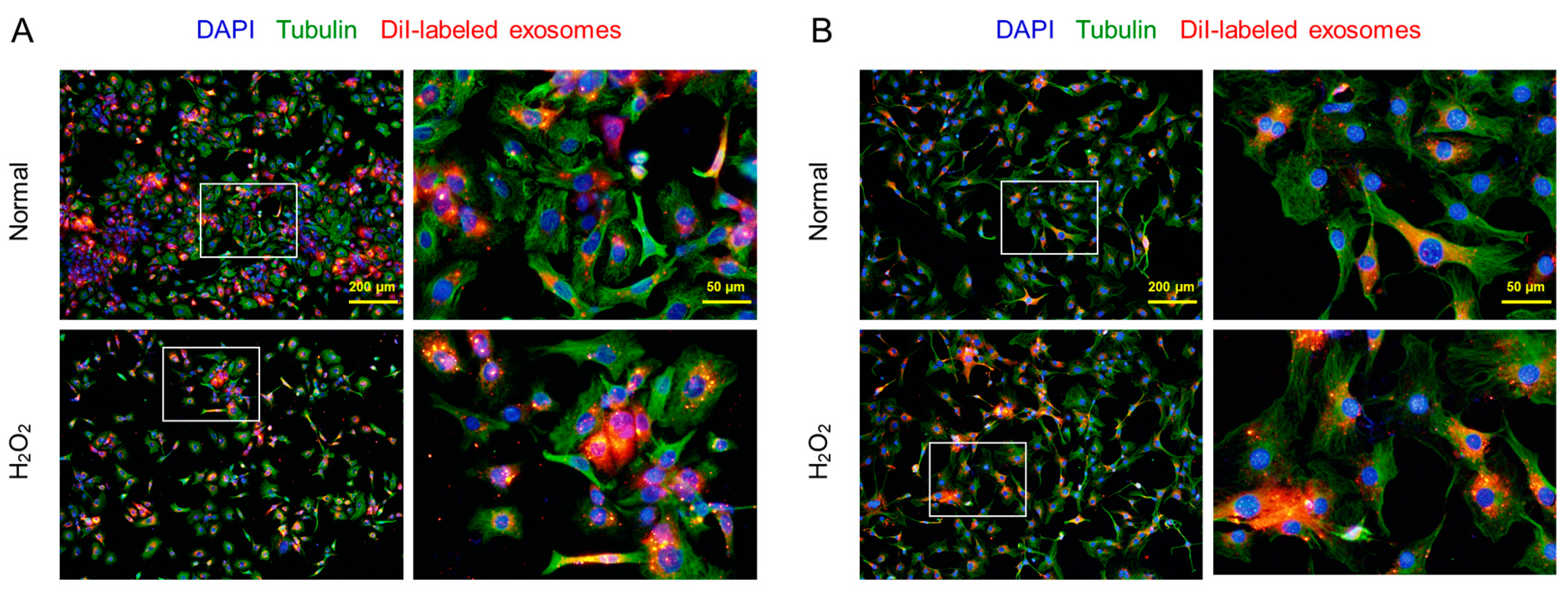 Preprints 81099 g002