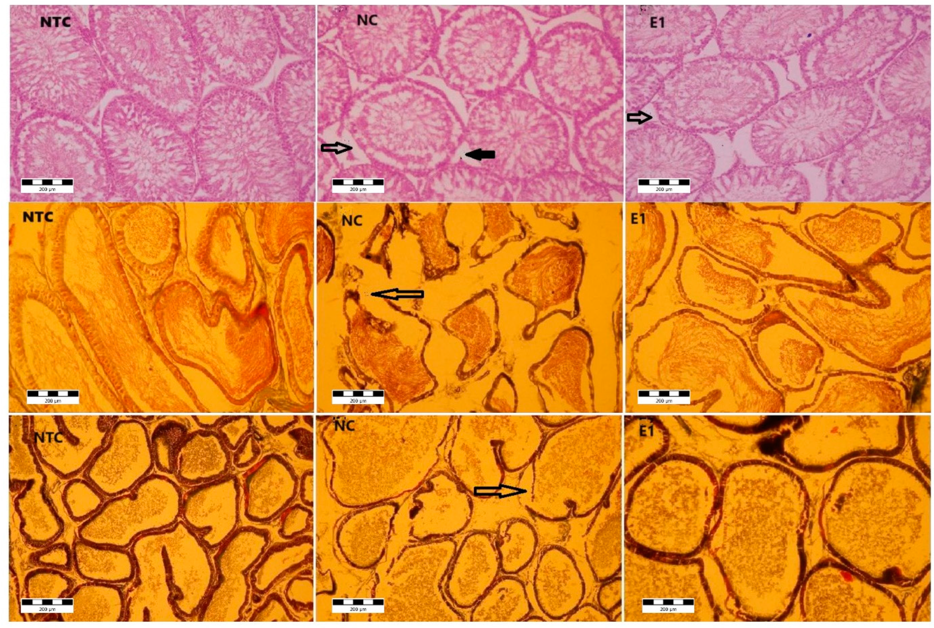 Preprints 103206 g002