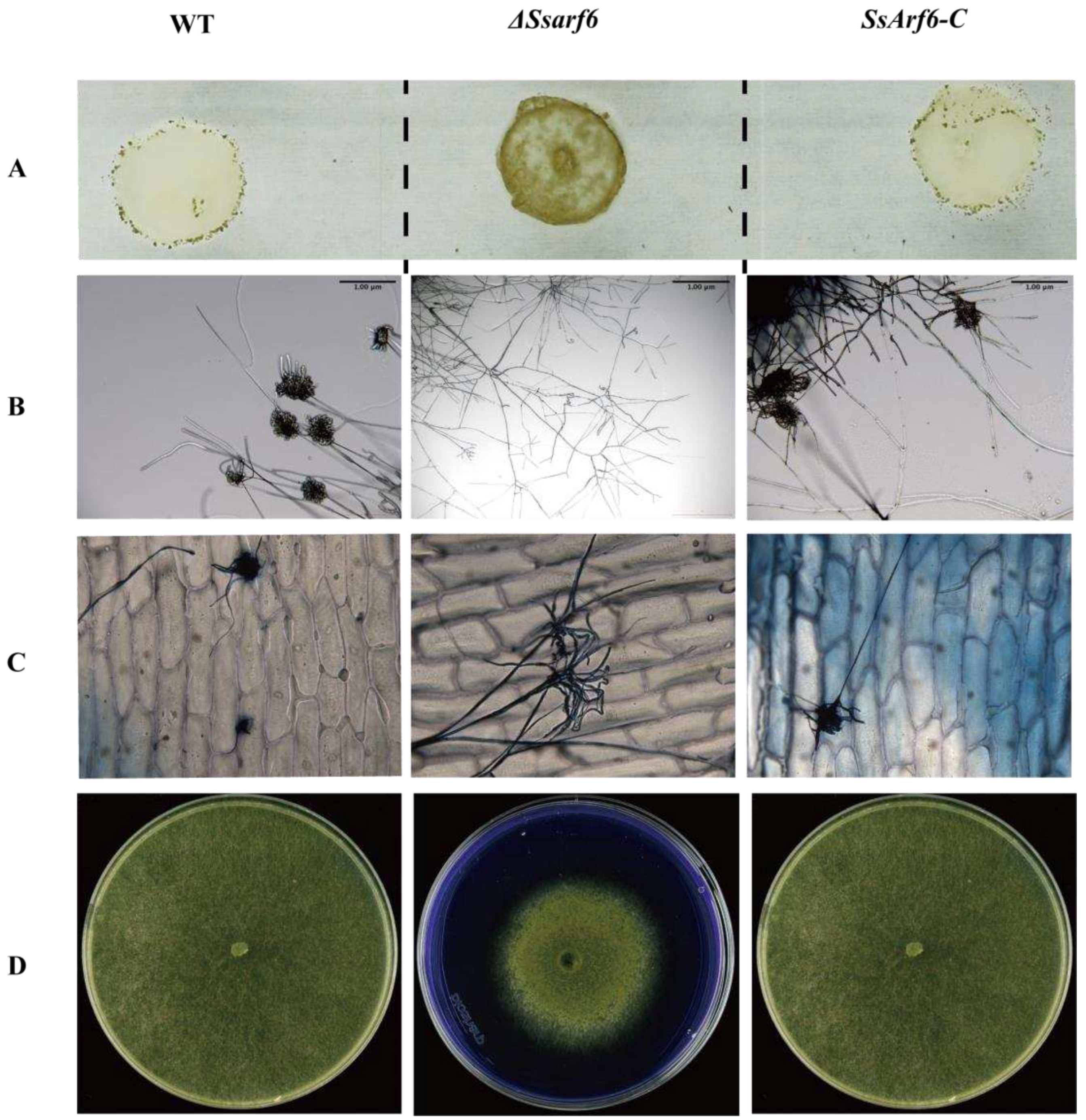 Preprints 90844 g005