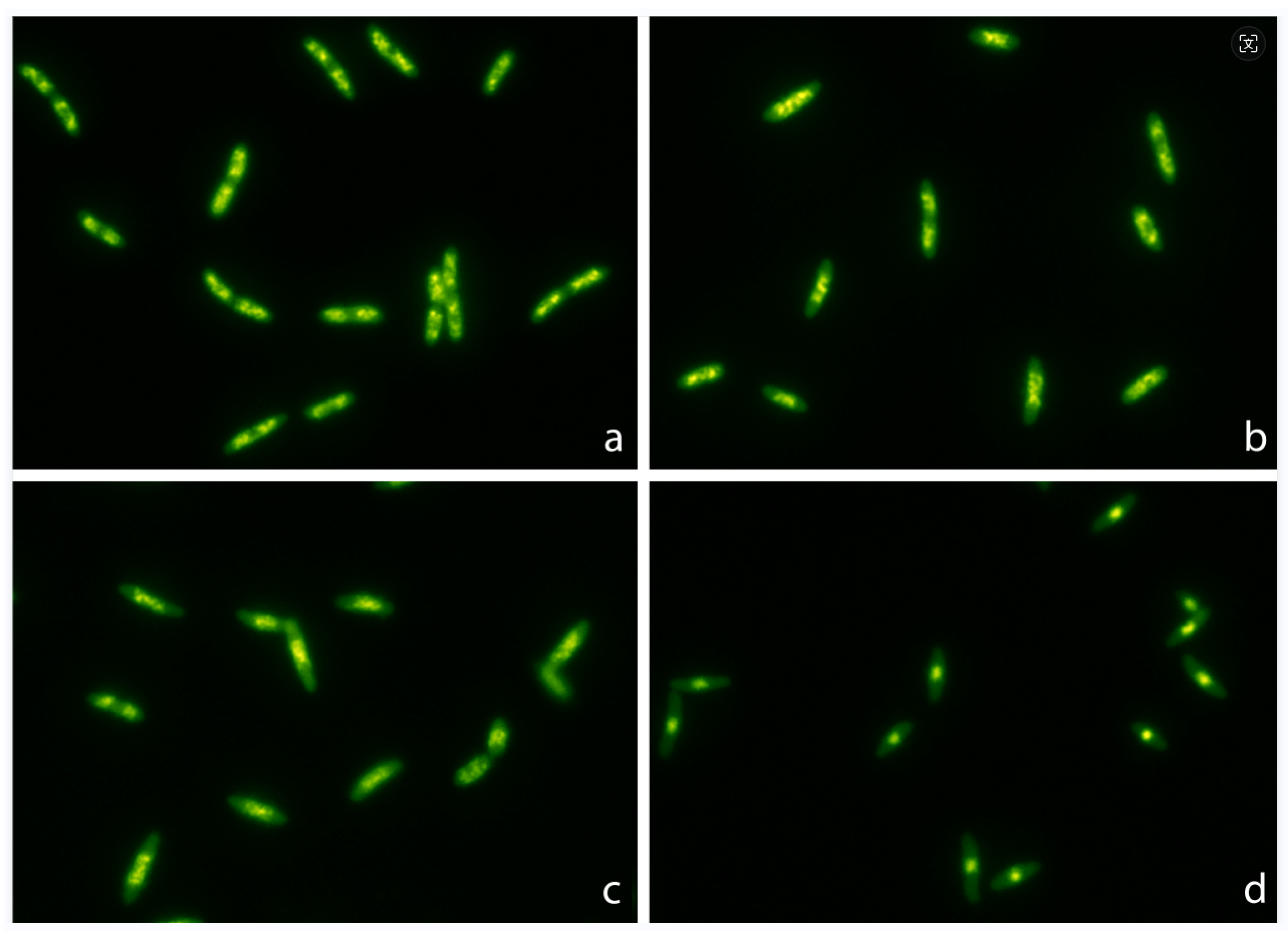 Preprints 107651 g001