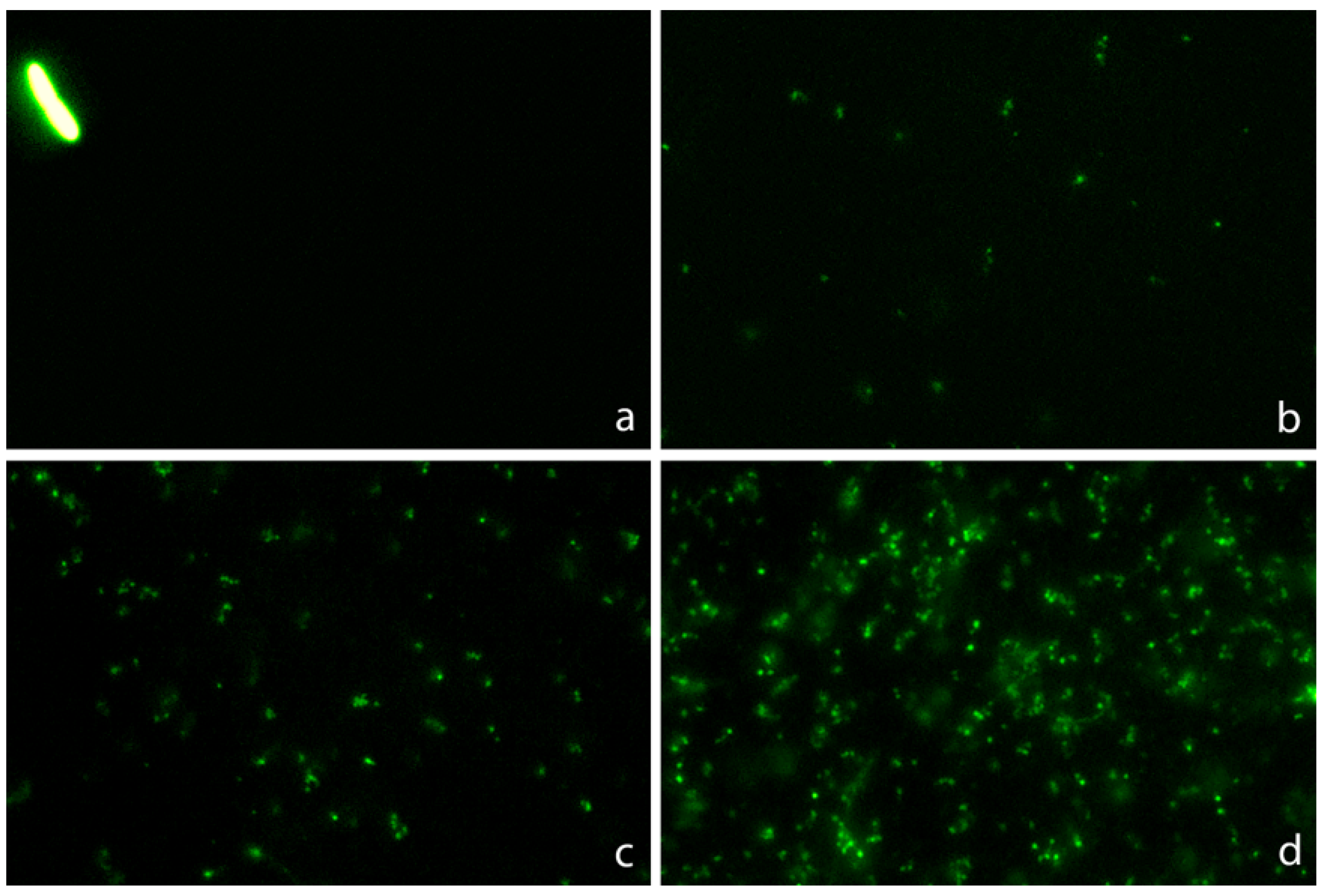 Preprints 107651 g004