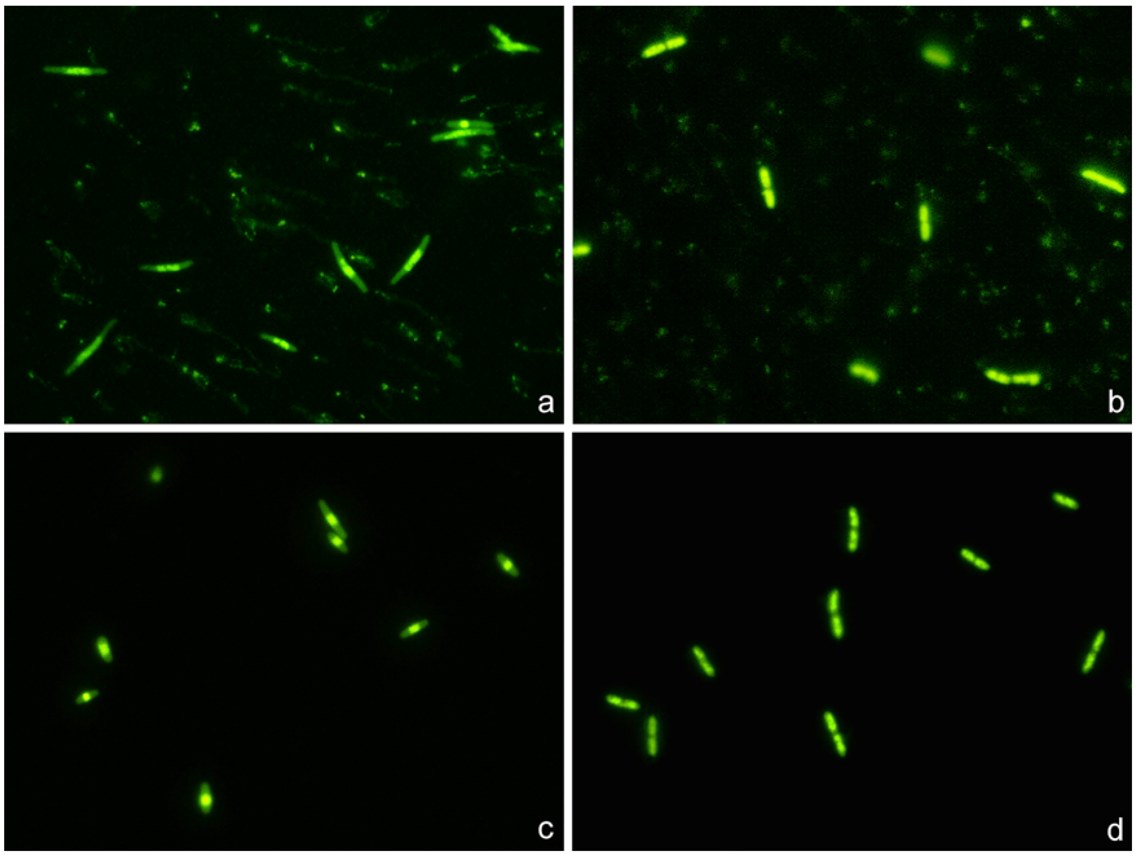 Preprints 107651 g008