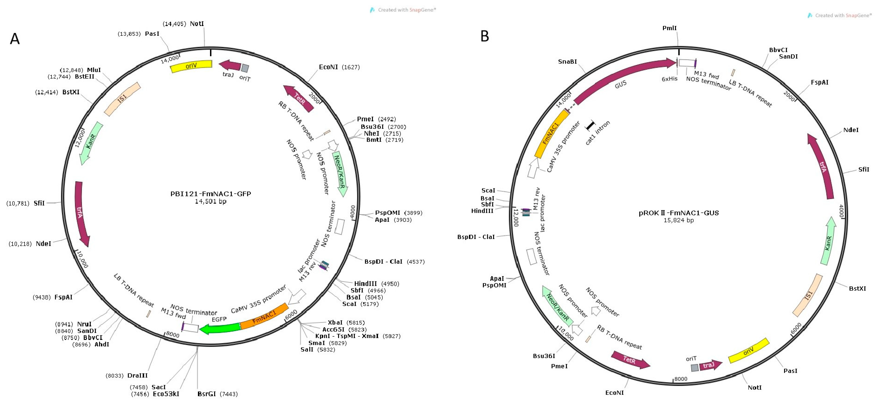 Preprints 107072 g011