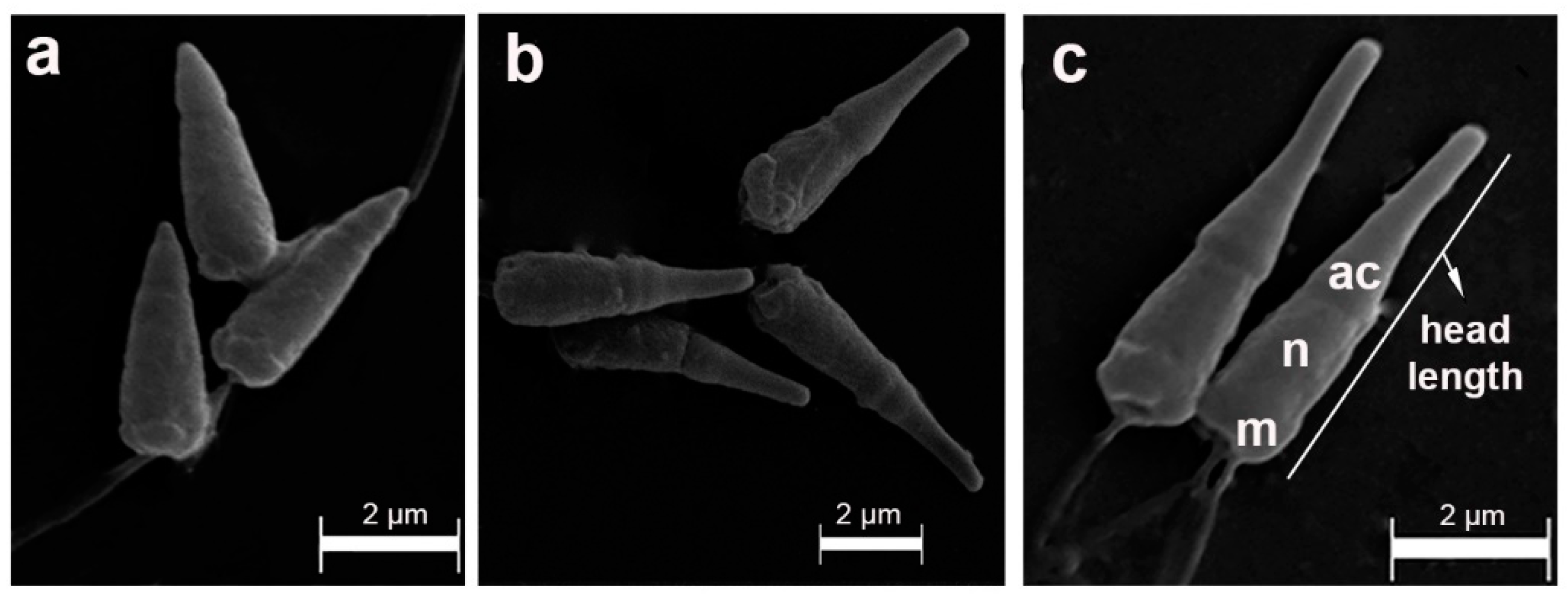 Preprints 96137 g003