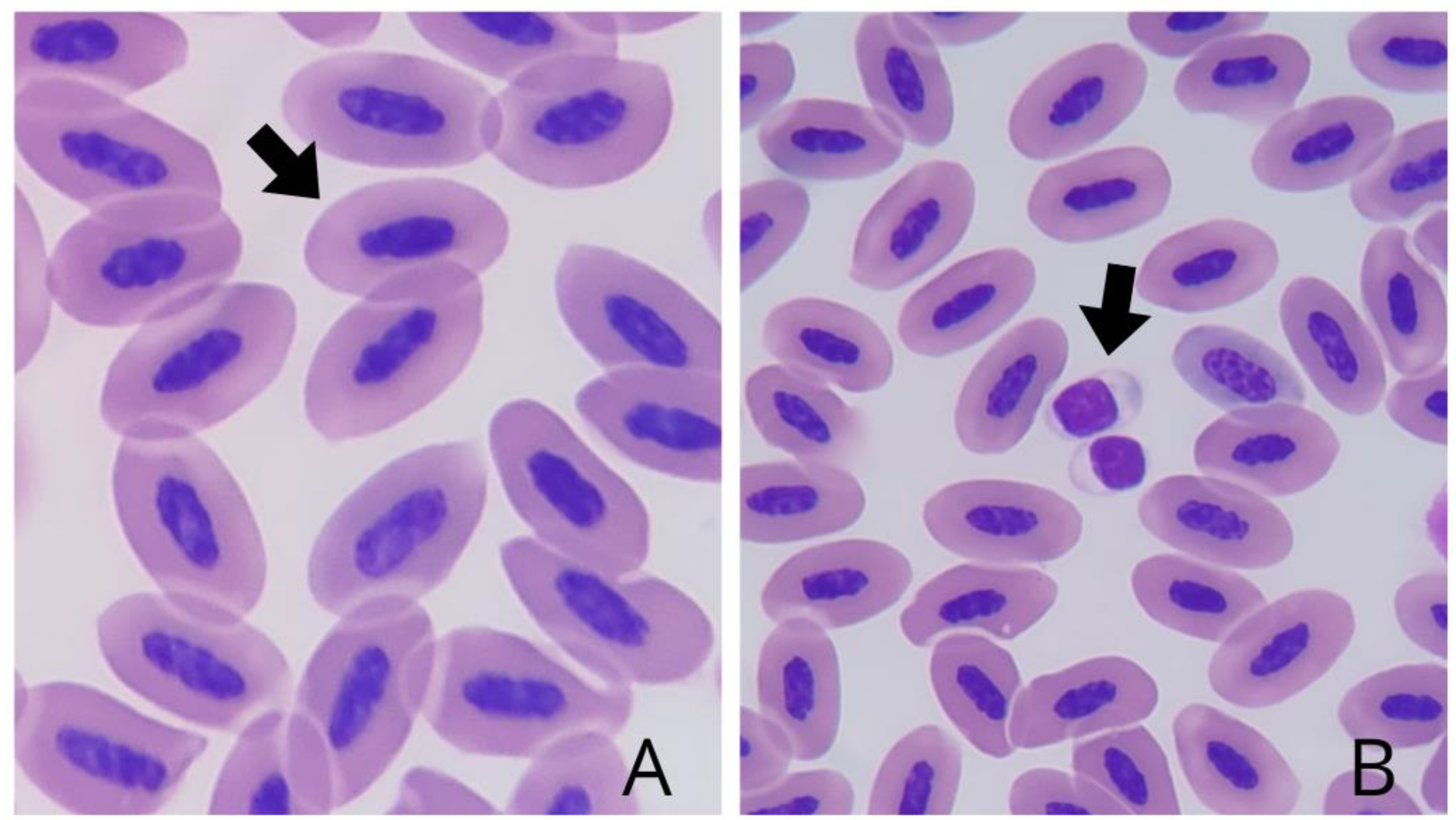 Preprints 118827 g001