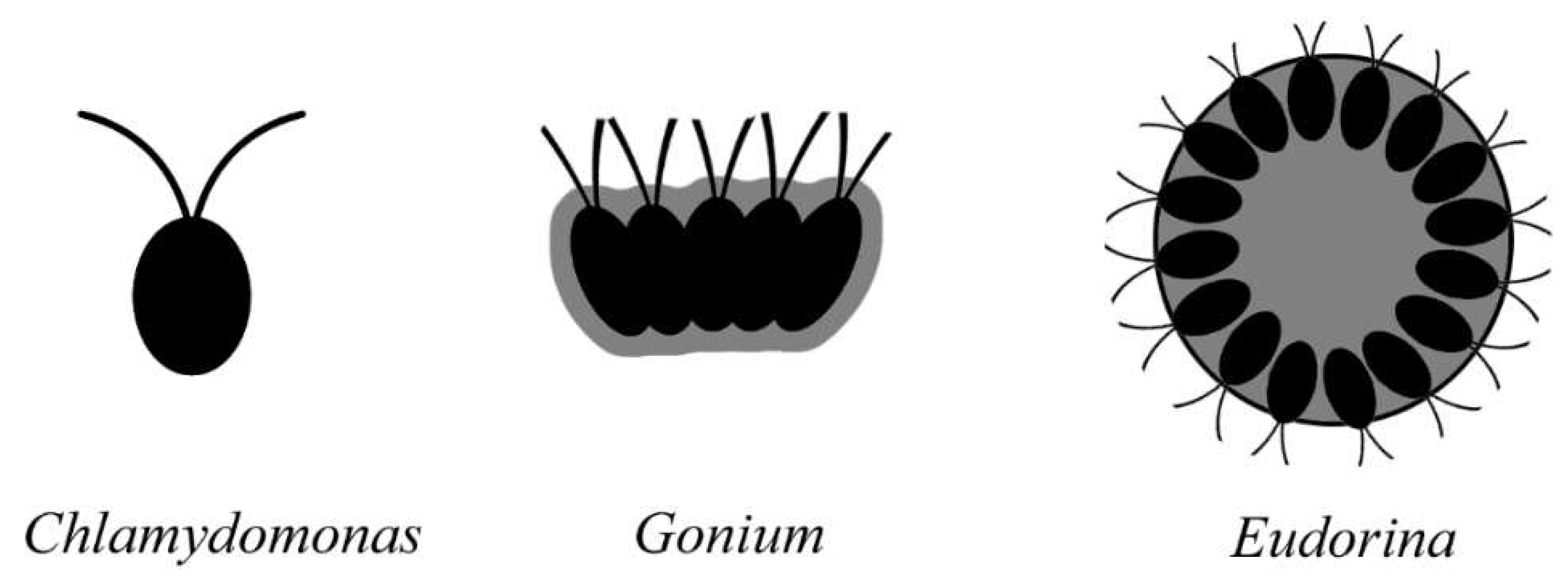 Preprints 88913 g003