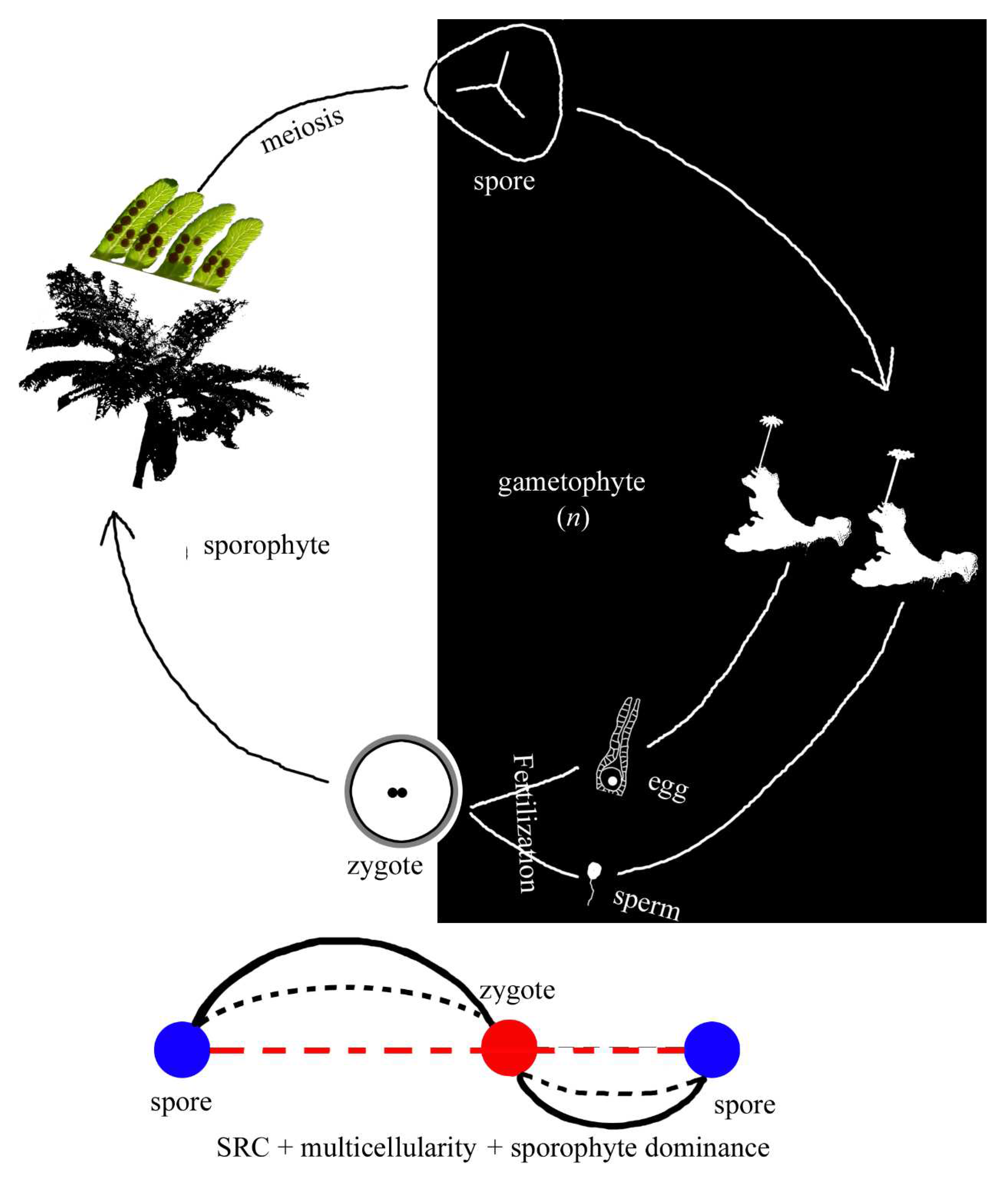 Preprints 88913 g006