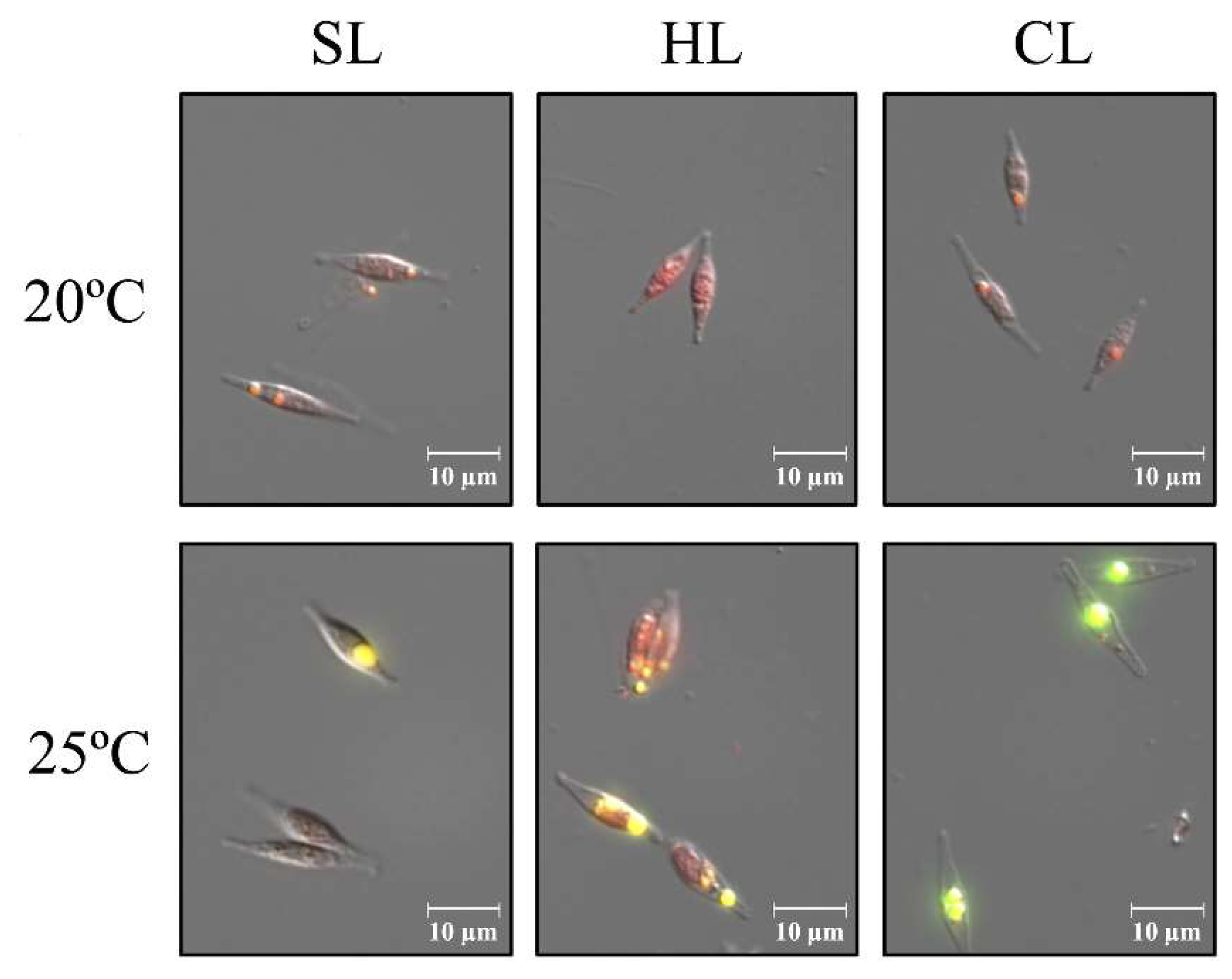 Preprints 138477 g001