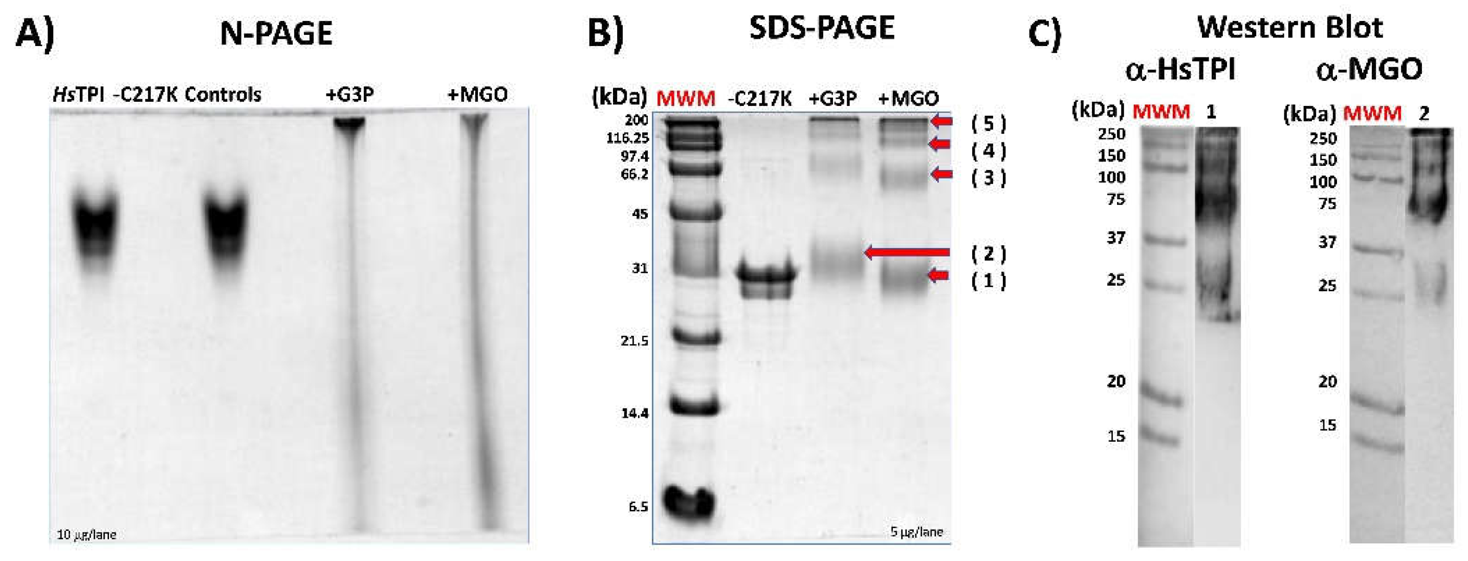 Preprints 110765 g009