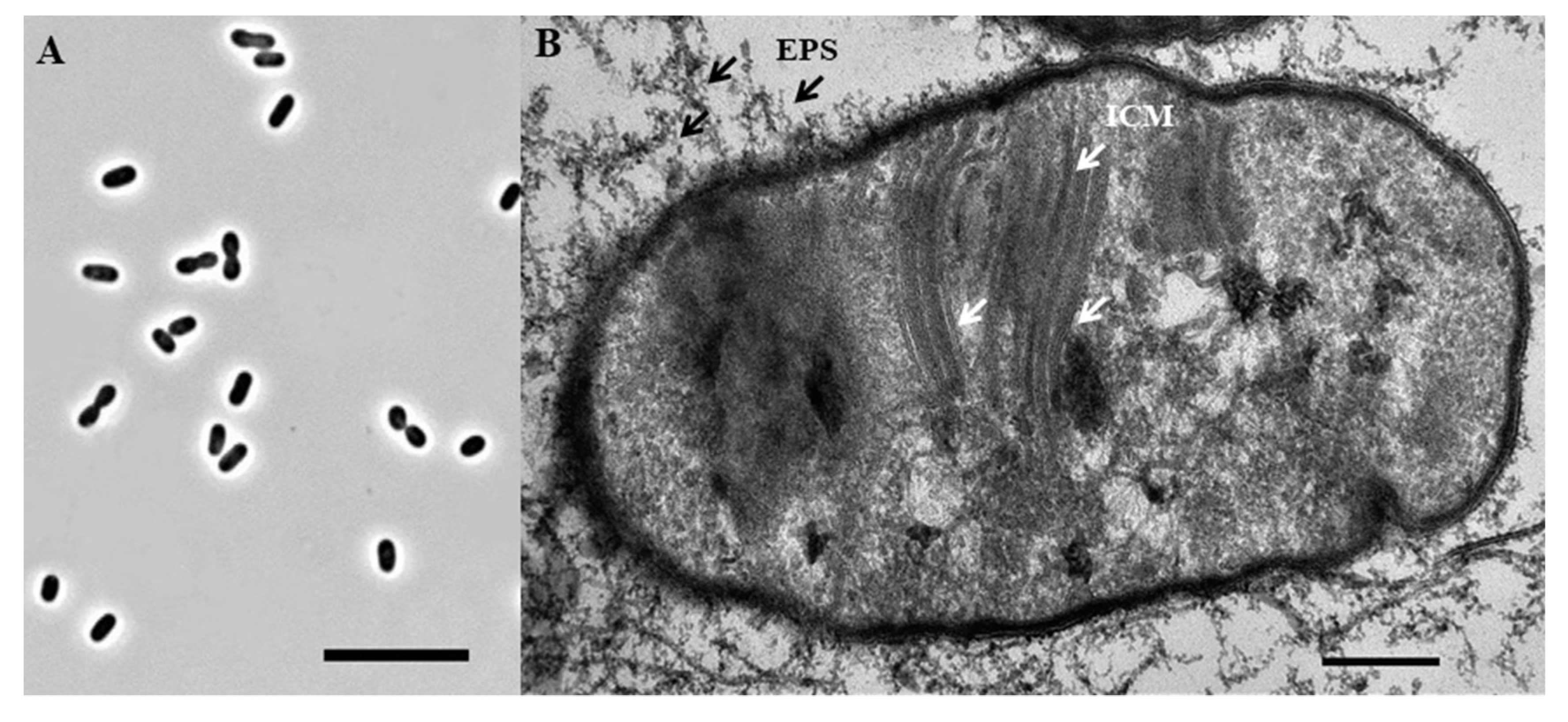 Preprints 82551 g004