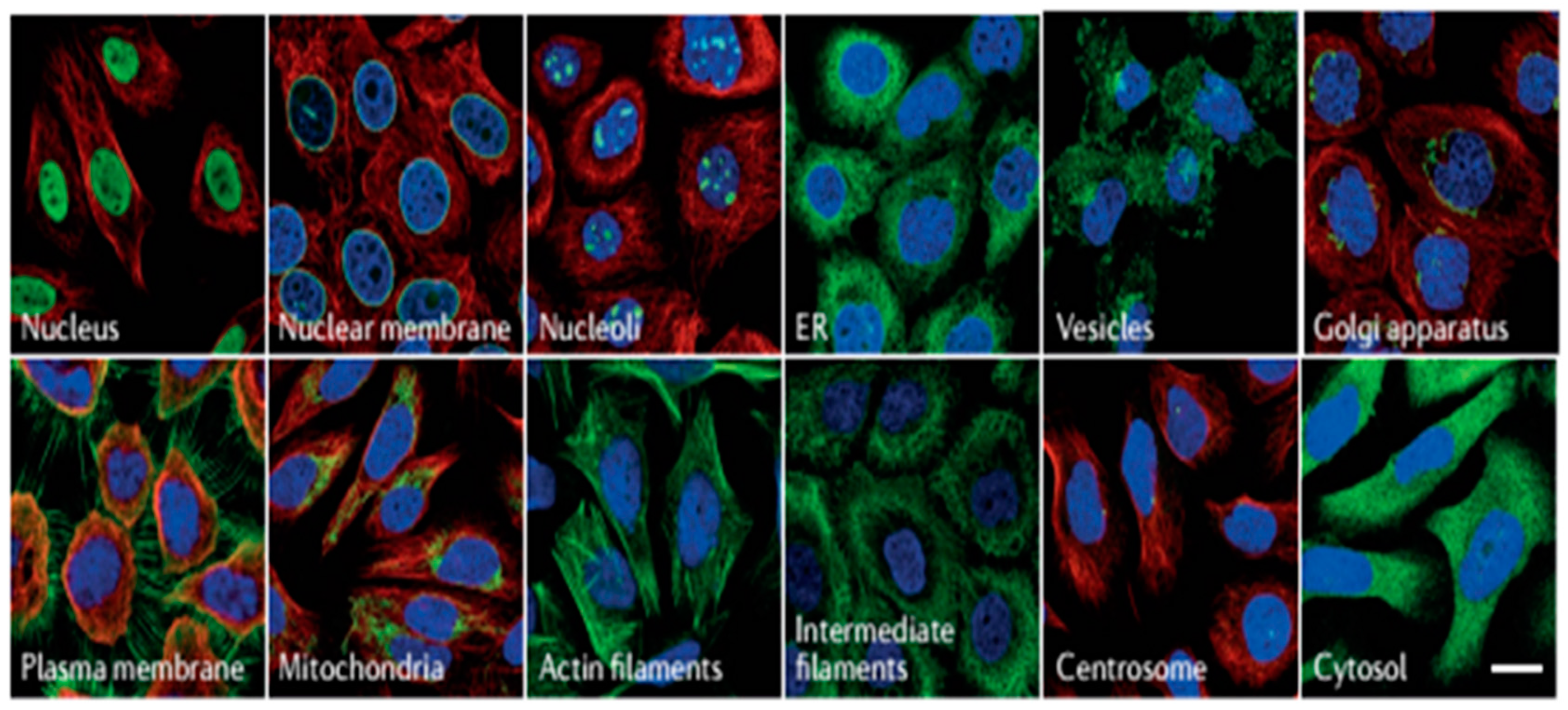 Preprints 73979 g008