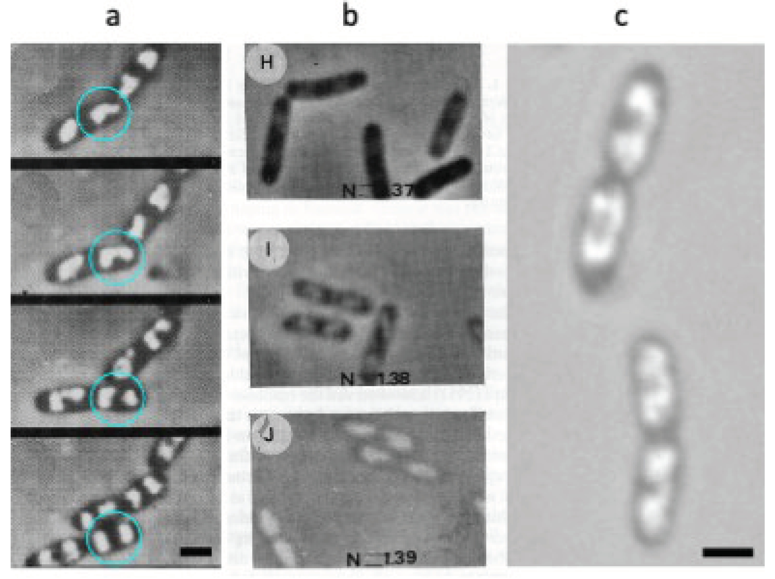 Preprints 102716 g001